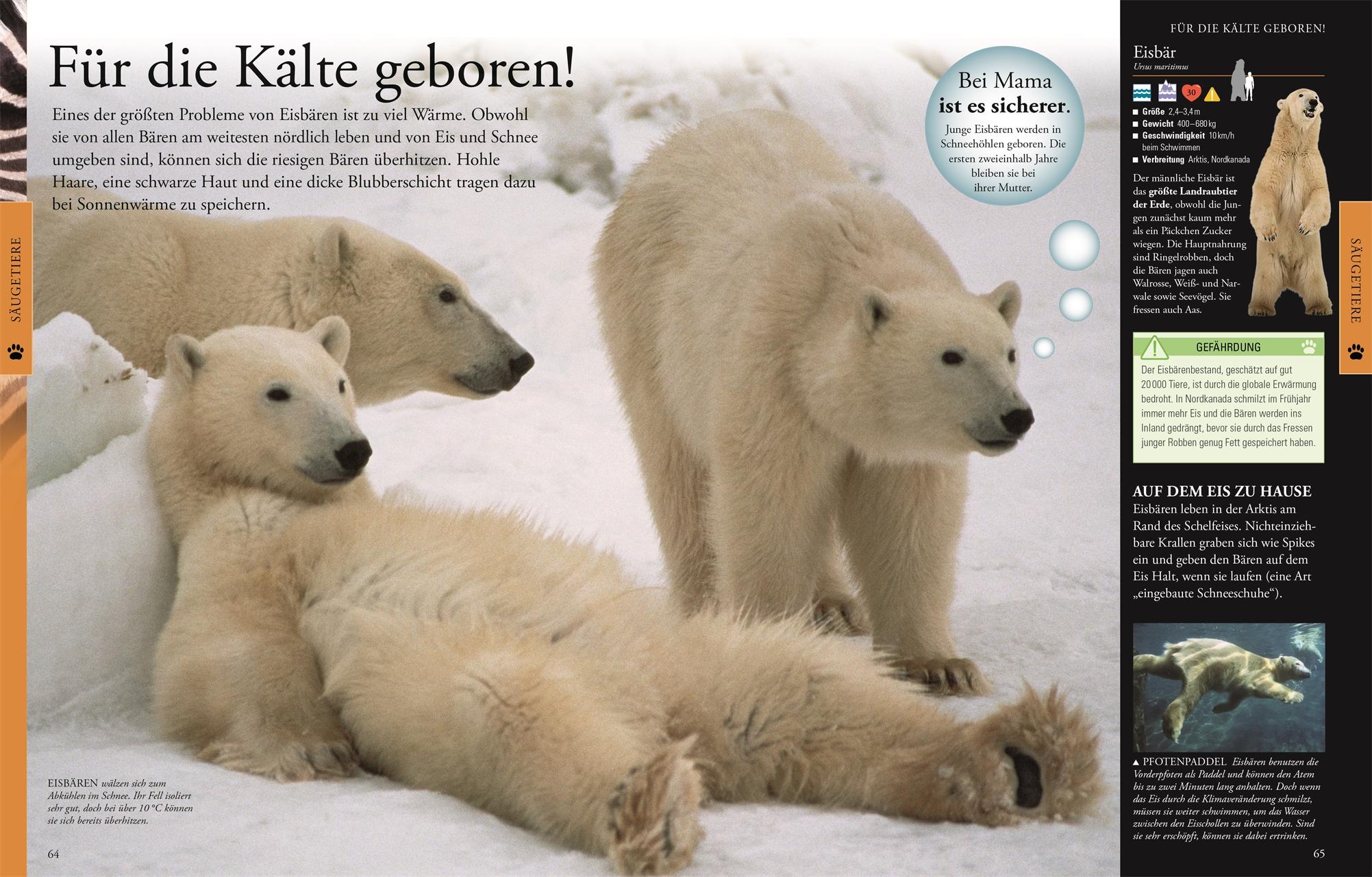 Beispielinhalt (Bild) Wissen für clevere Kids. Tiere für clevere Kids