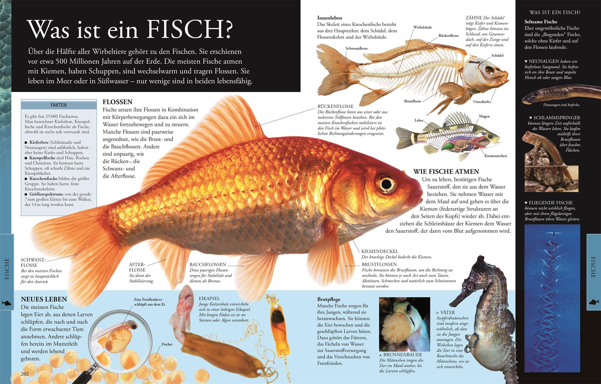 Beispielinhalt (Bild) Wissen für clevere Kids. Tiere für clevere Kids