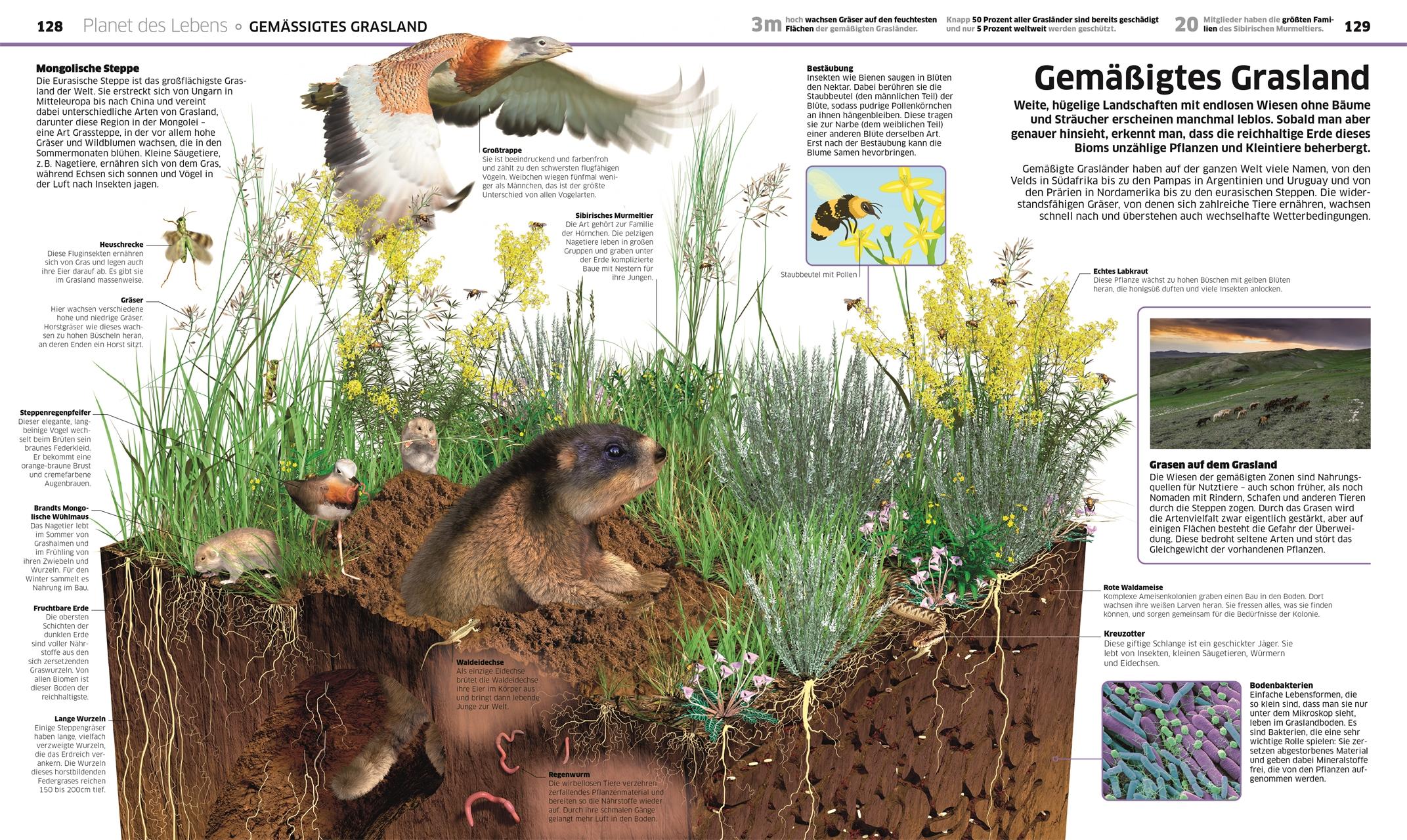 Beispielinhalt (Bild) DK Wissen. Erde