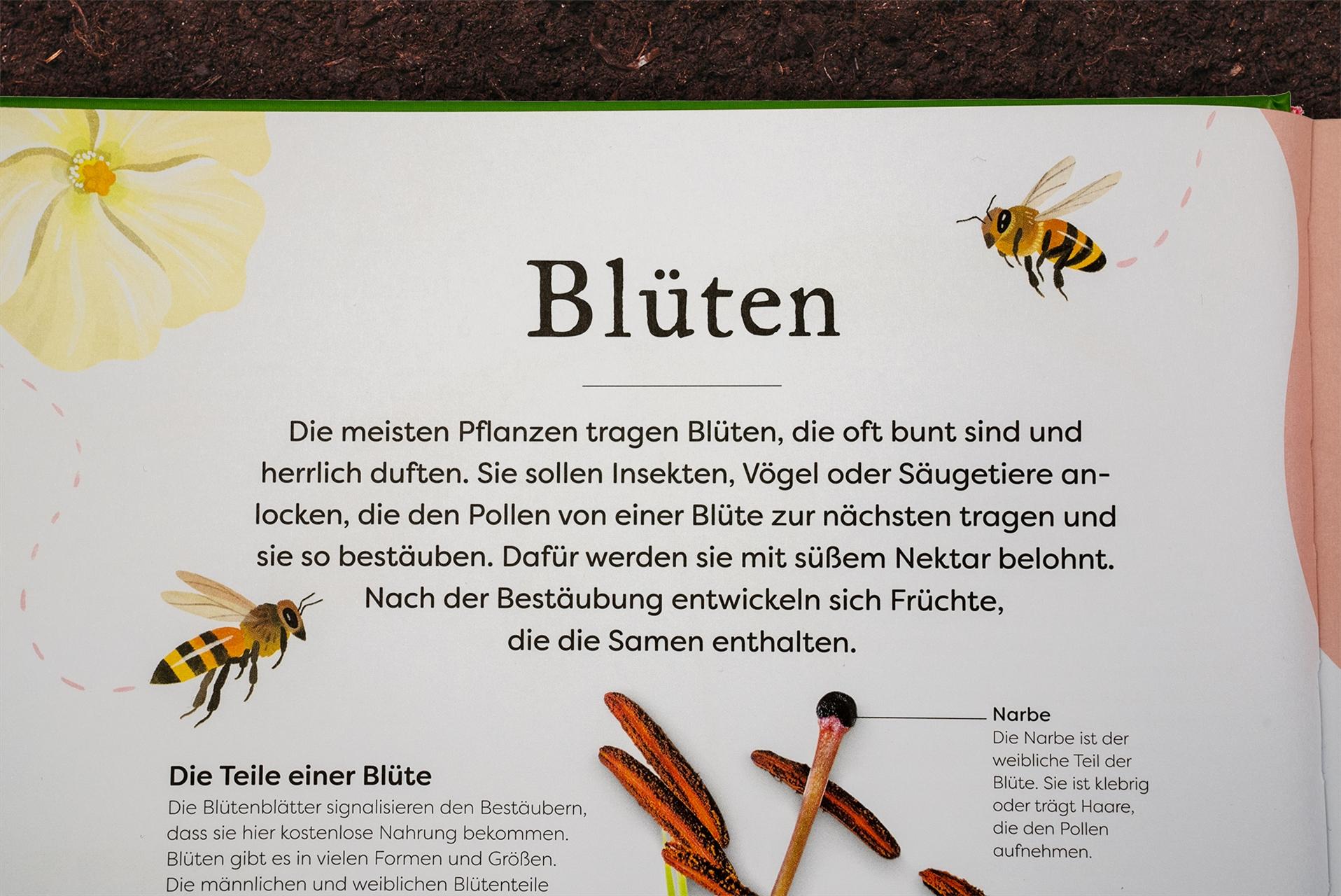 Beispielinhalt (Bild) Große und kleine Schätze der Natur. Pflanzen