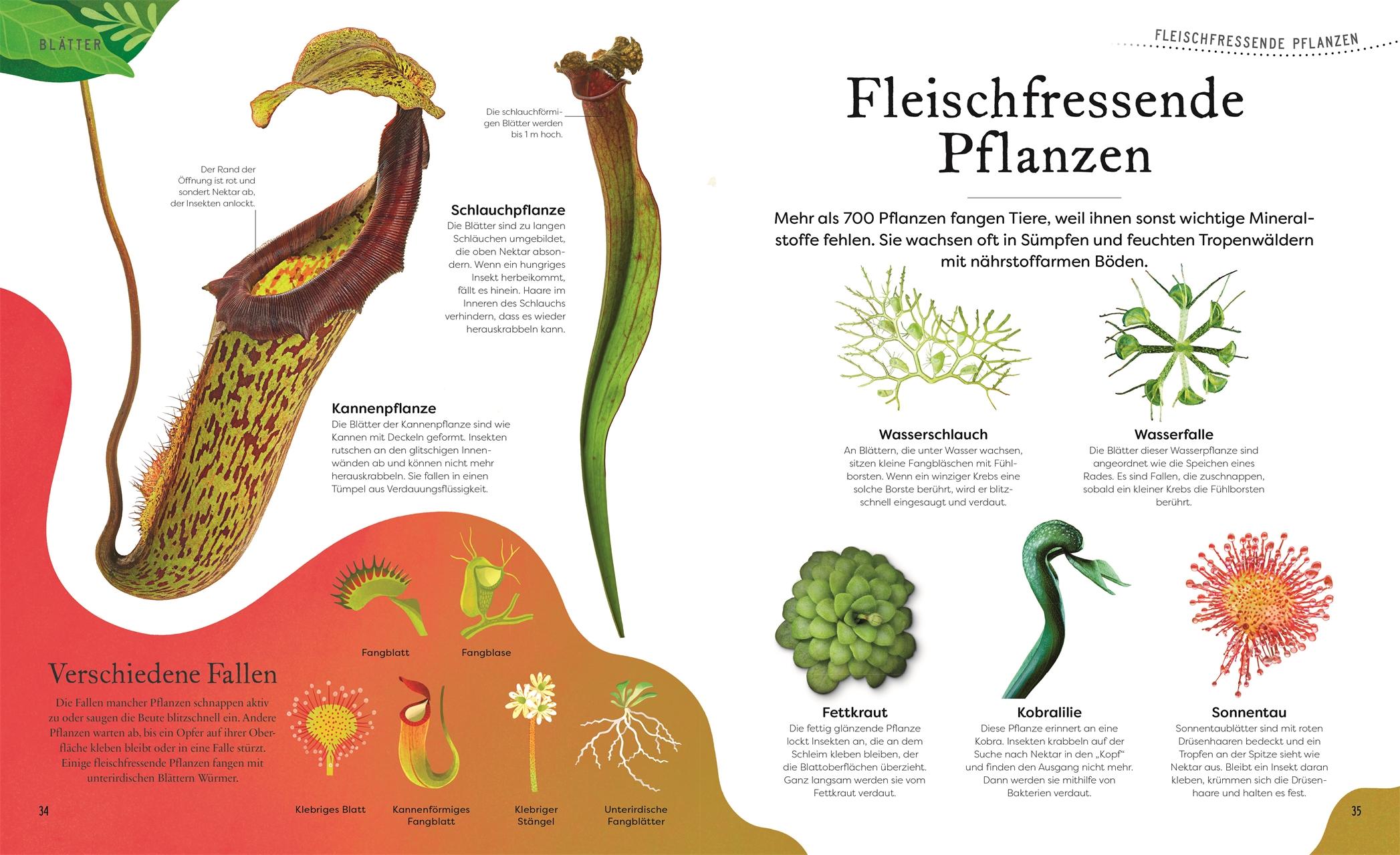 Beispielinhalt (Bild) Große und kleine Schätze der Natur. Pflanzen