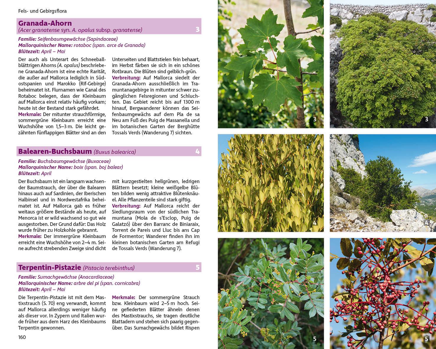 Beispielinhalt (Bild) Mallorcas Flora