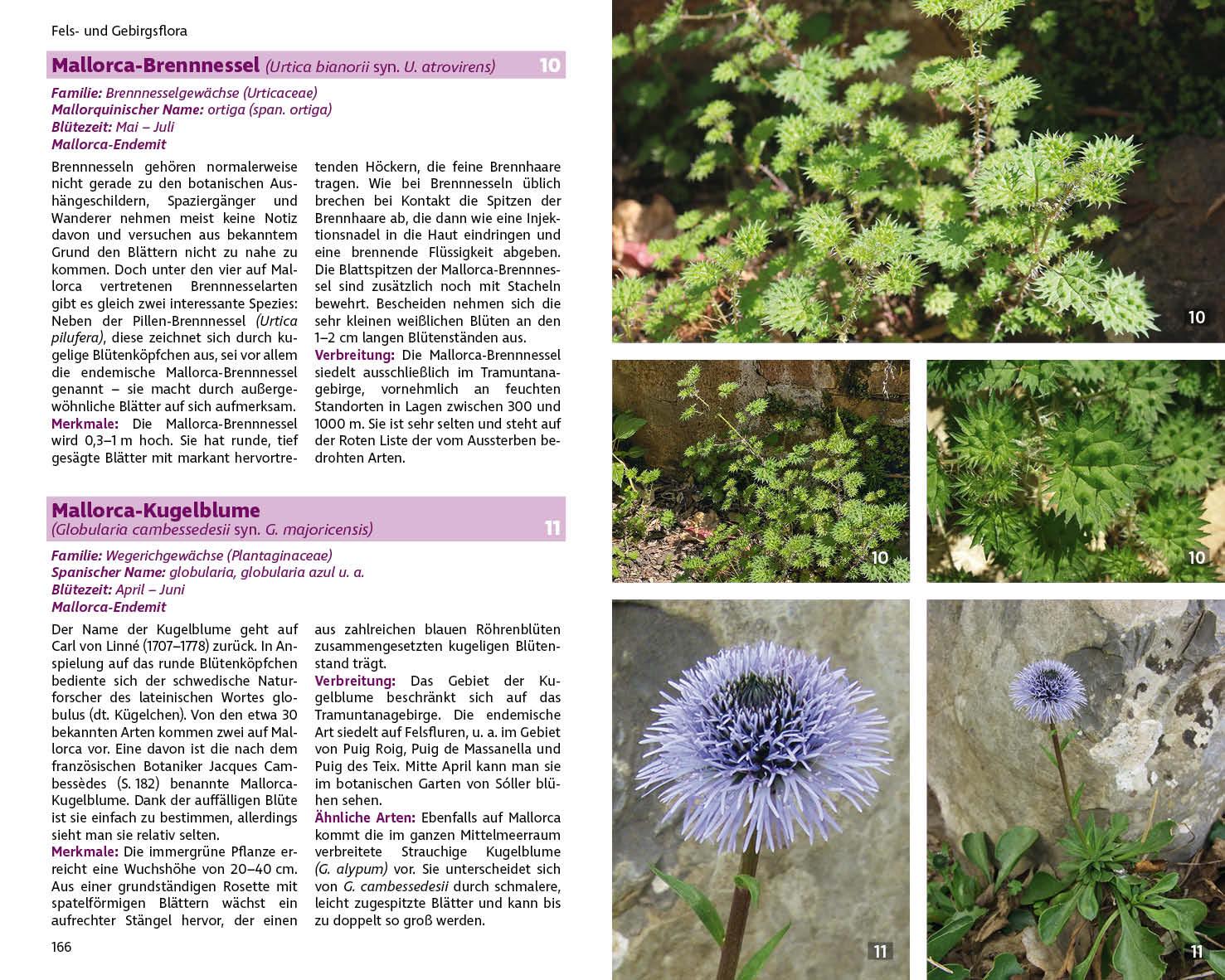 Beispielinhalt (Bild) Mallorcas Flora