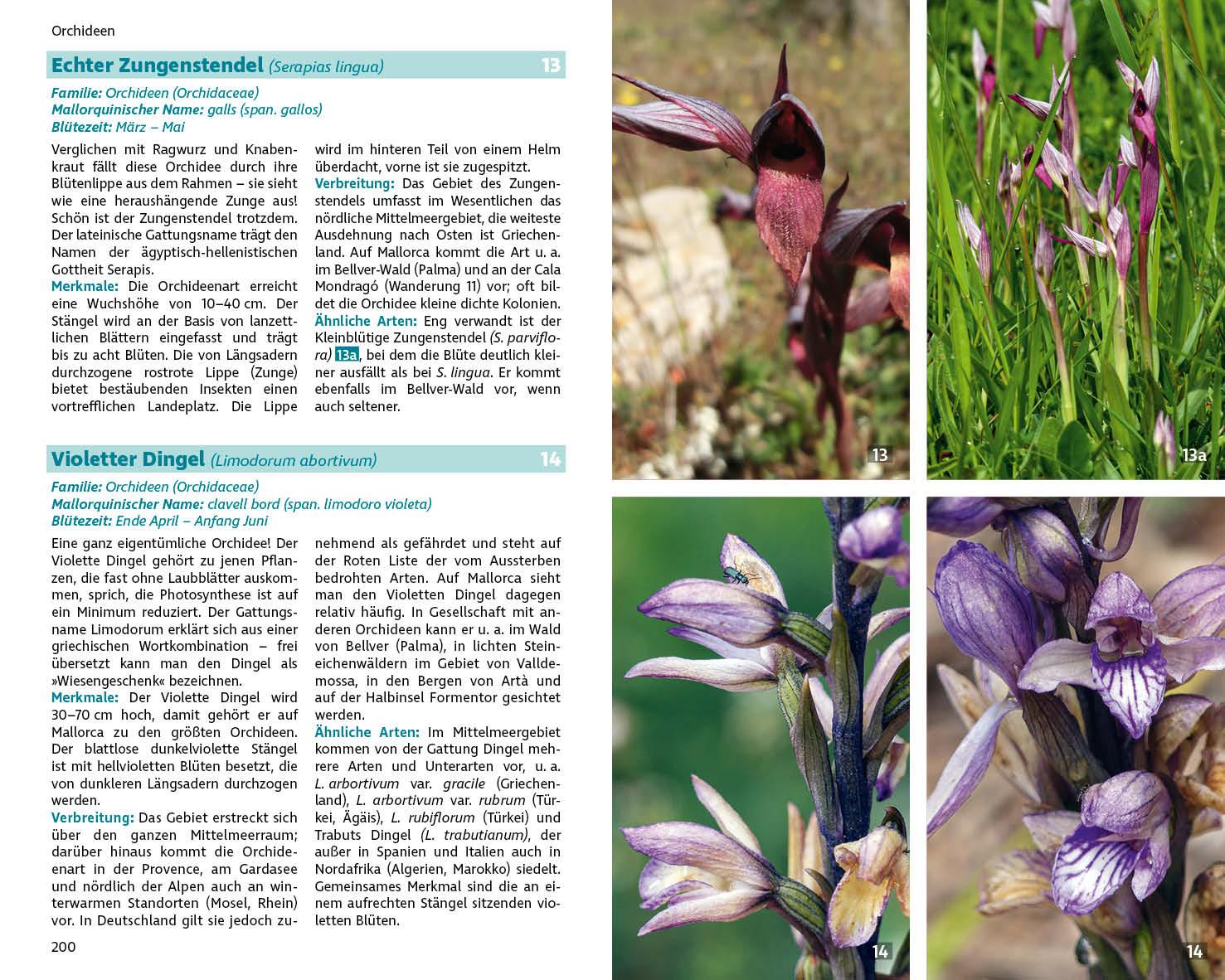 Beispielinhalt (Bild) Mallorcas Flora