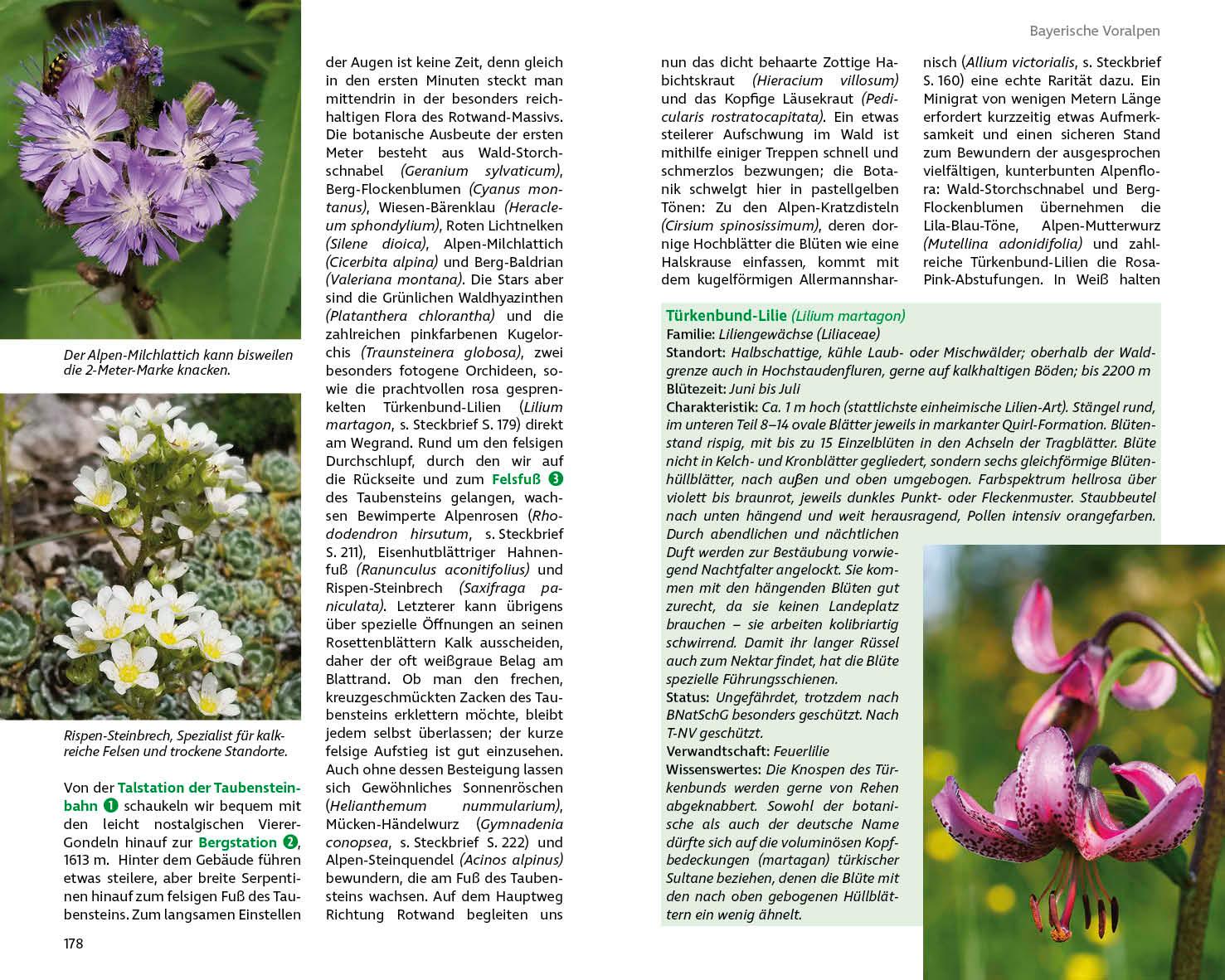 Beispielinhalt (Bild) Blumenwanderungen Bayerische Alpen