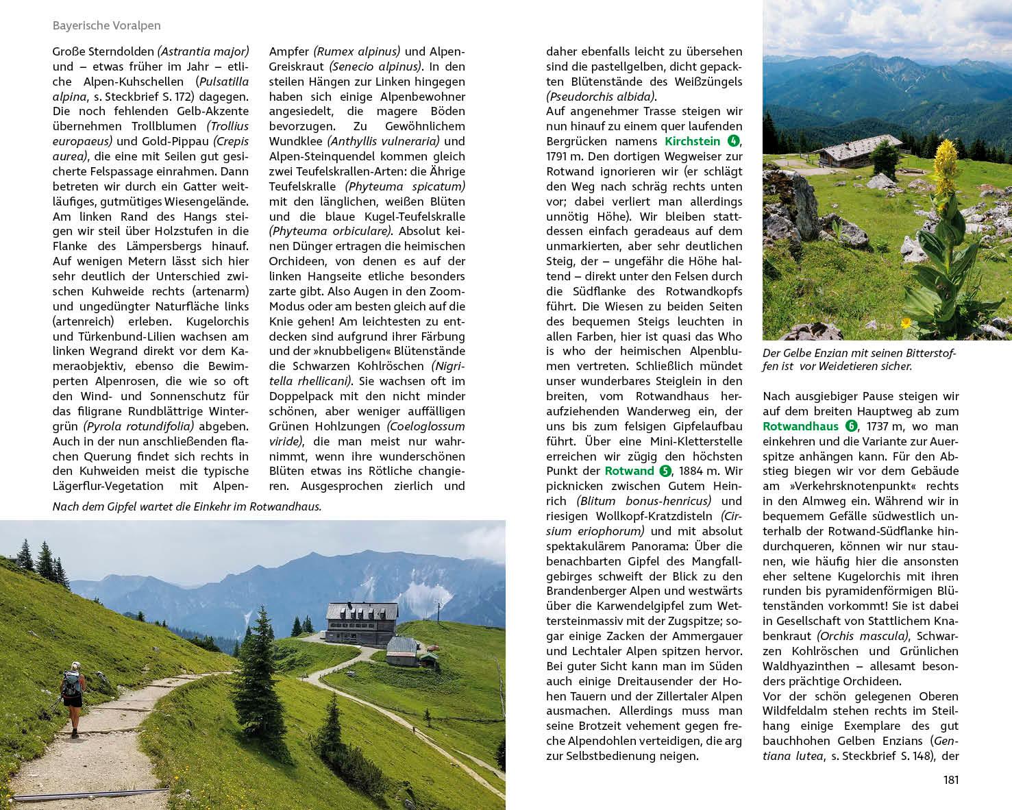 Beispielinhalt (Bild) Blumenwanderungen Bayerische Alpen