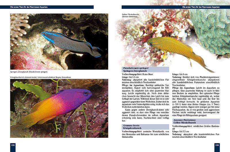 Beispielinhalt (Bild) Das Meerwasseraquarium