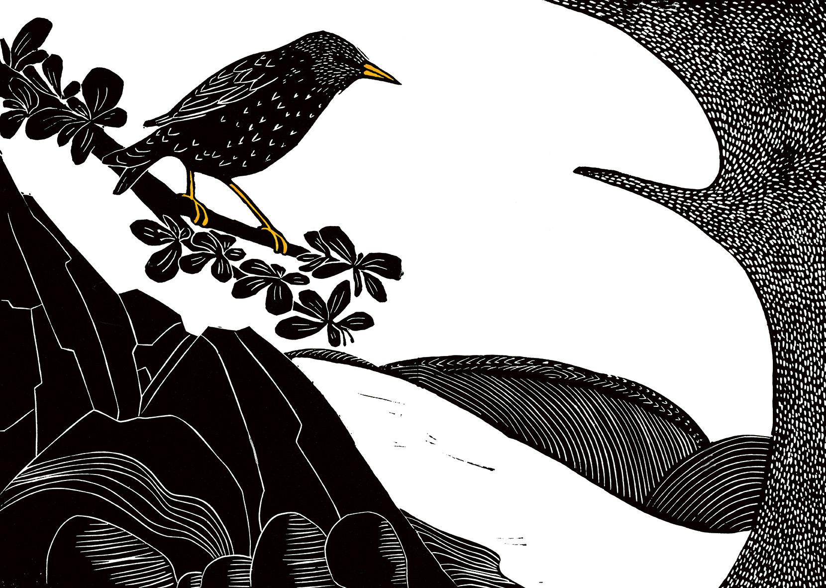 Beispielinhalt (Bild) Das Lied des Stars