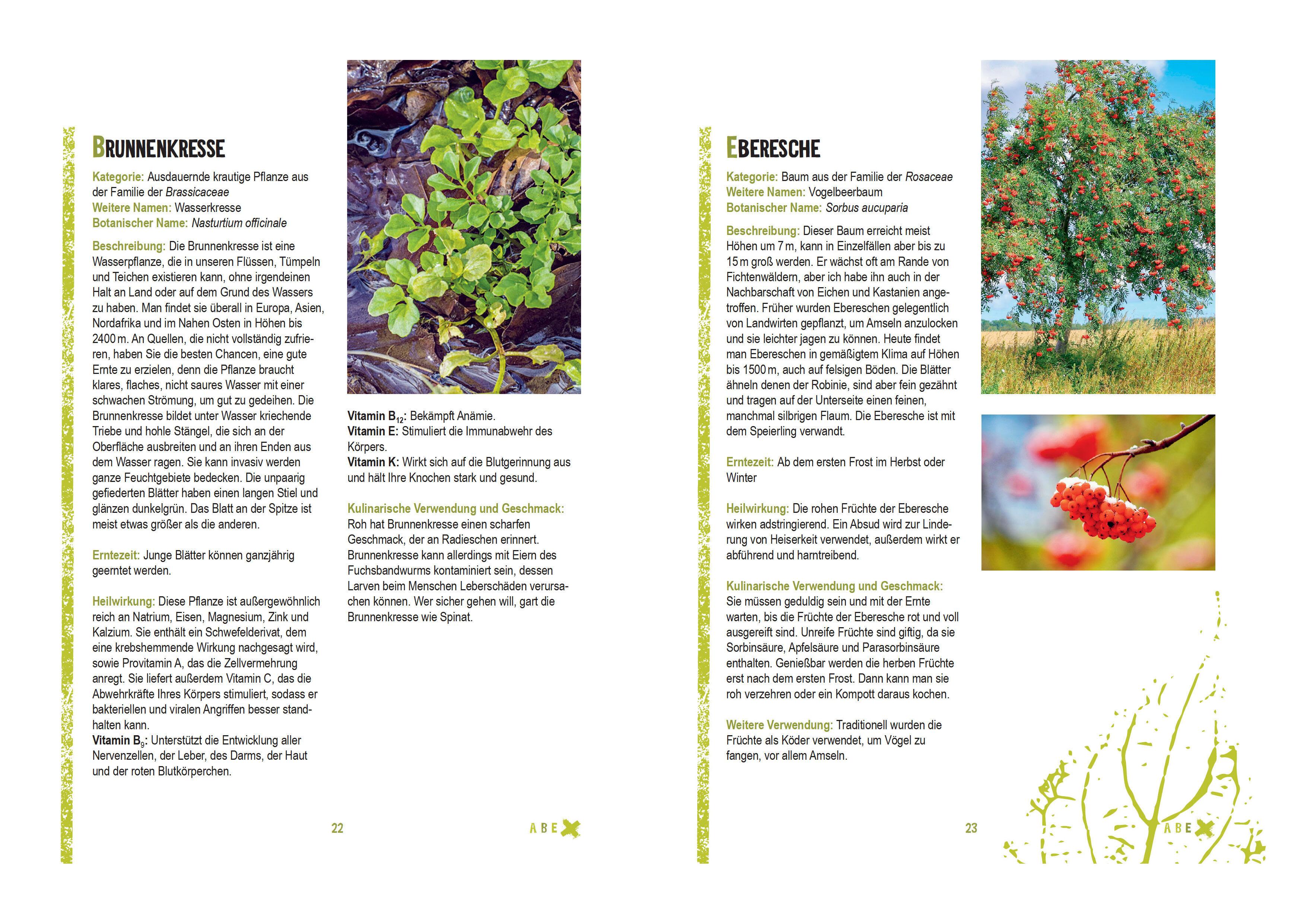 Beispielinhalt (Bild) Survivalpflanzen. Die 100 wichtigsten Pflanzen zum Überleben in der Wildnis