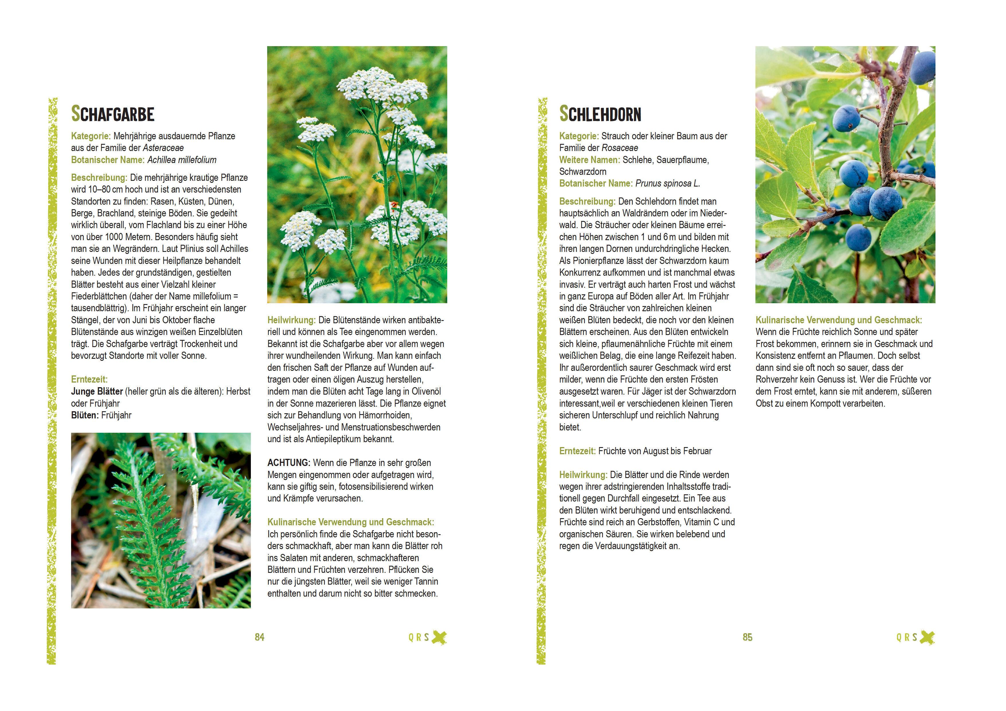 Beispielinhalt (Bild) Survivalpflanzen. Die 100 wichtigsten Pflanzen zum Überleben in der Wildnis