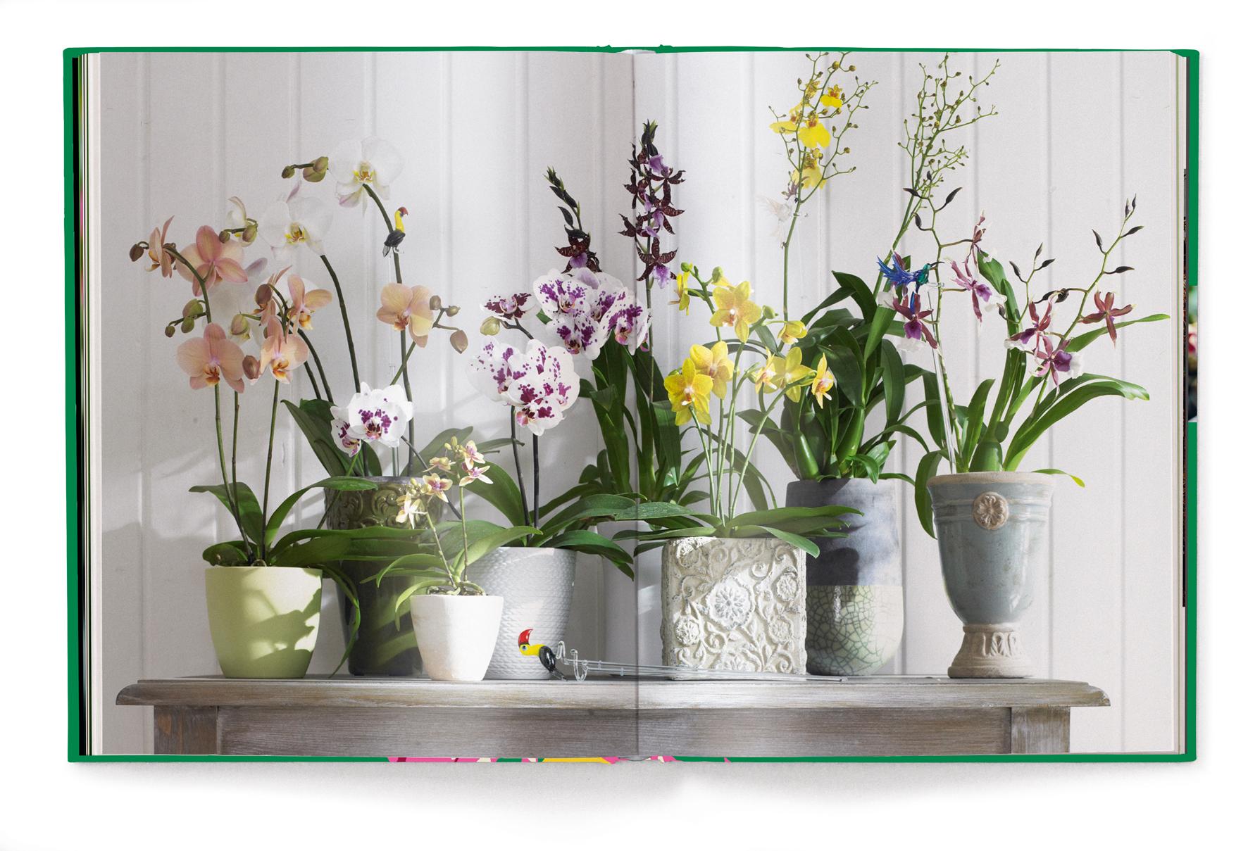 Beispielinhalt (Bild) Floramour: Orchideen