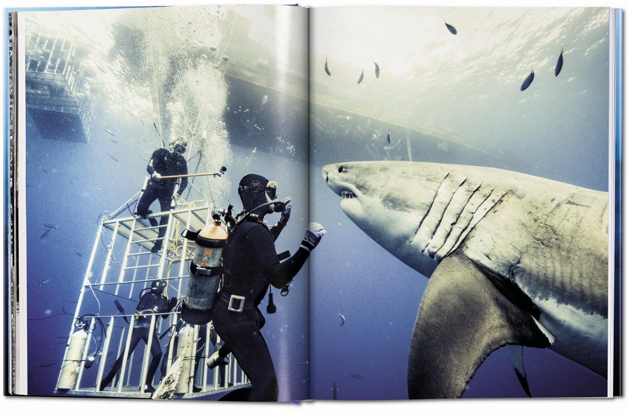 Beispielinhalt (Bild) Michael Muller. Sharks