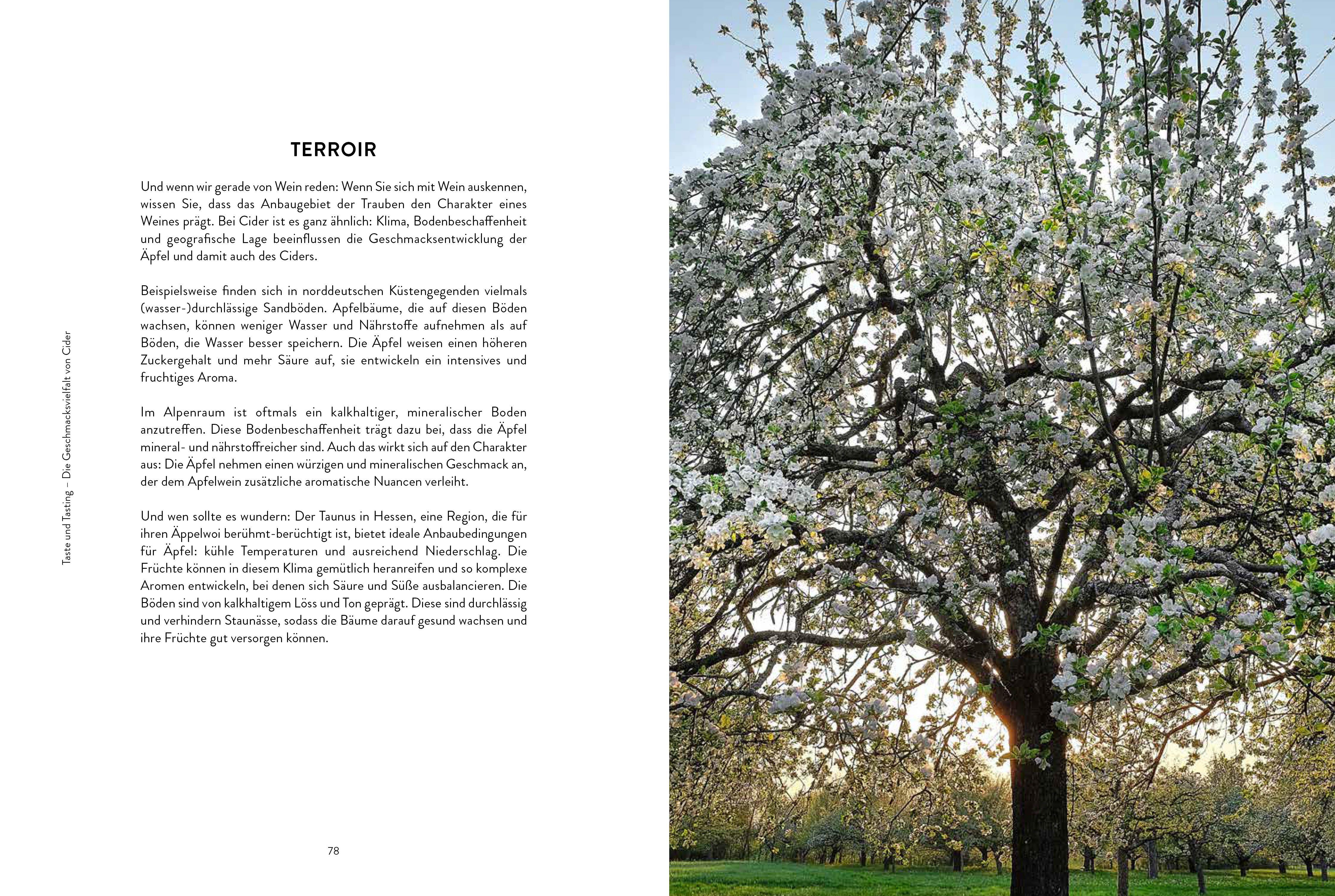 Beispielinhalt (Bild) Cider