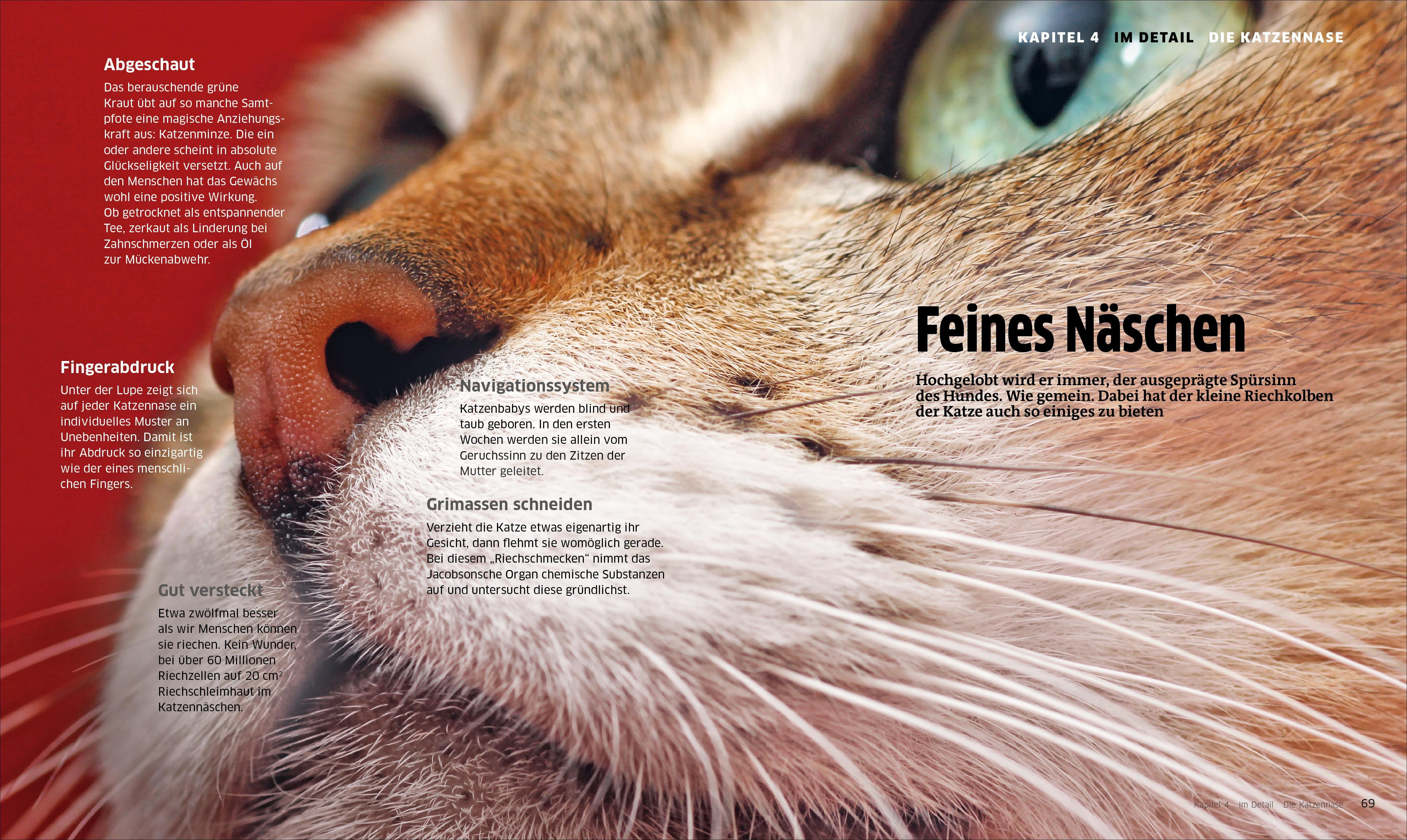 Beispielinhalt (Bild) Die große Katzenbibel