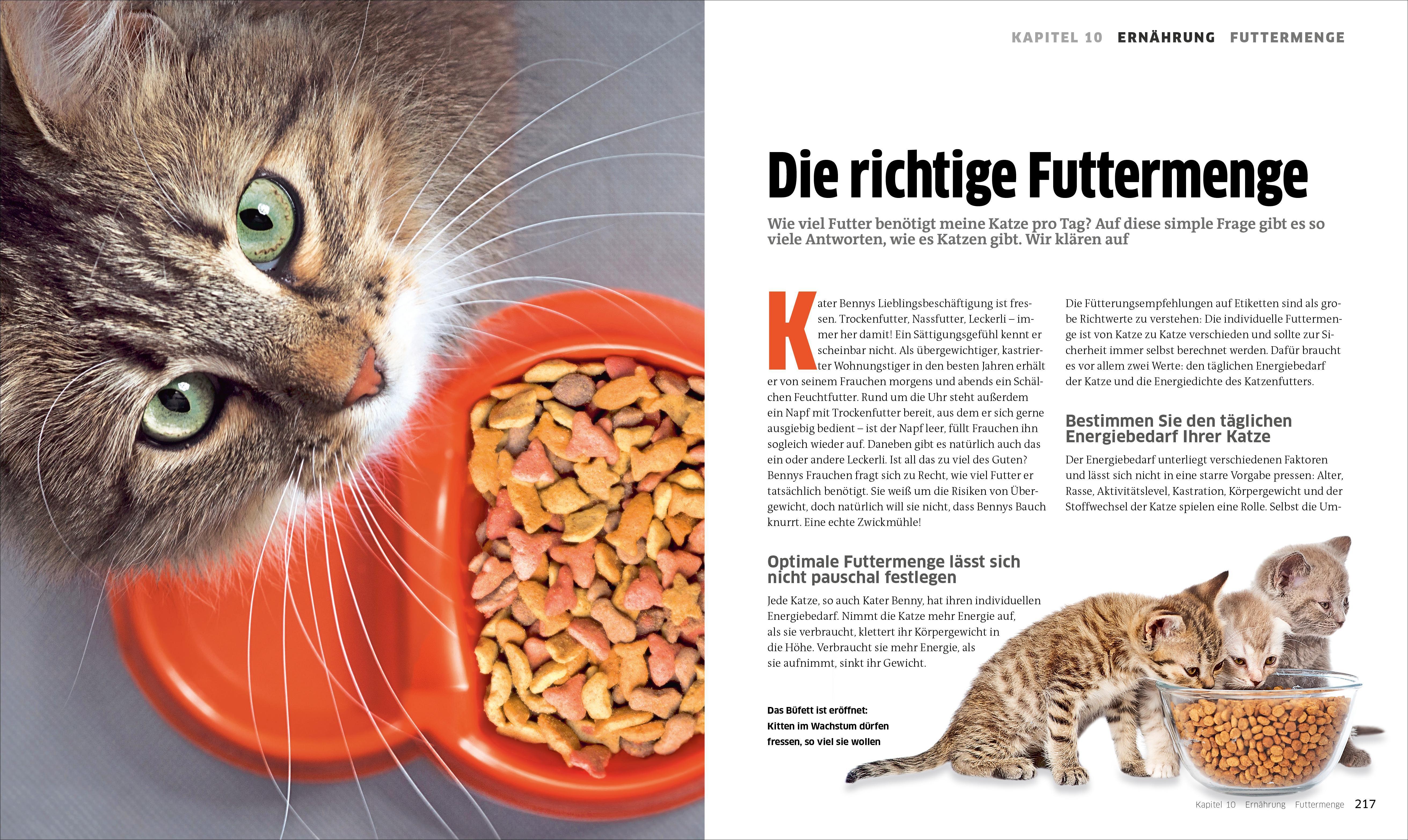 Beispielinhalt (Bild) Die große Katzenbibel
