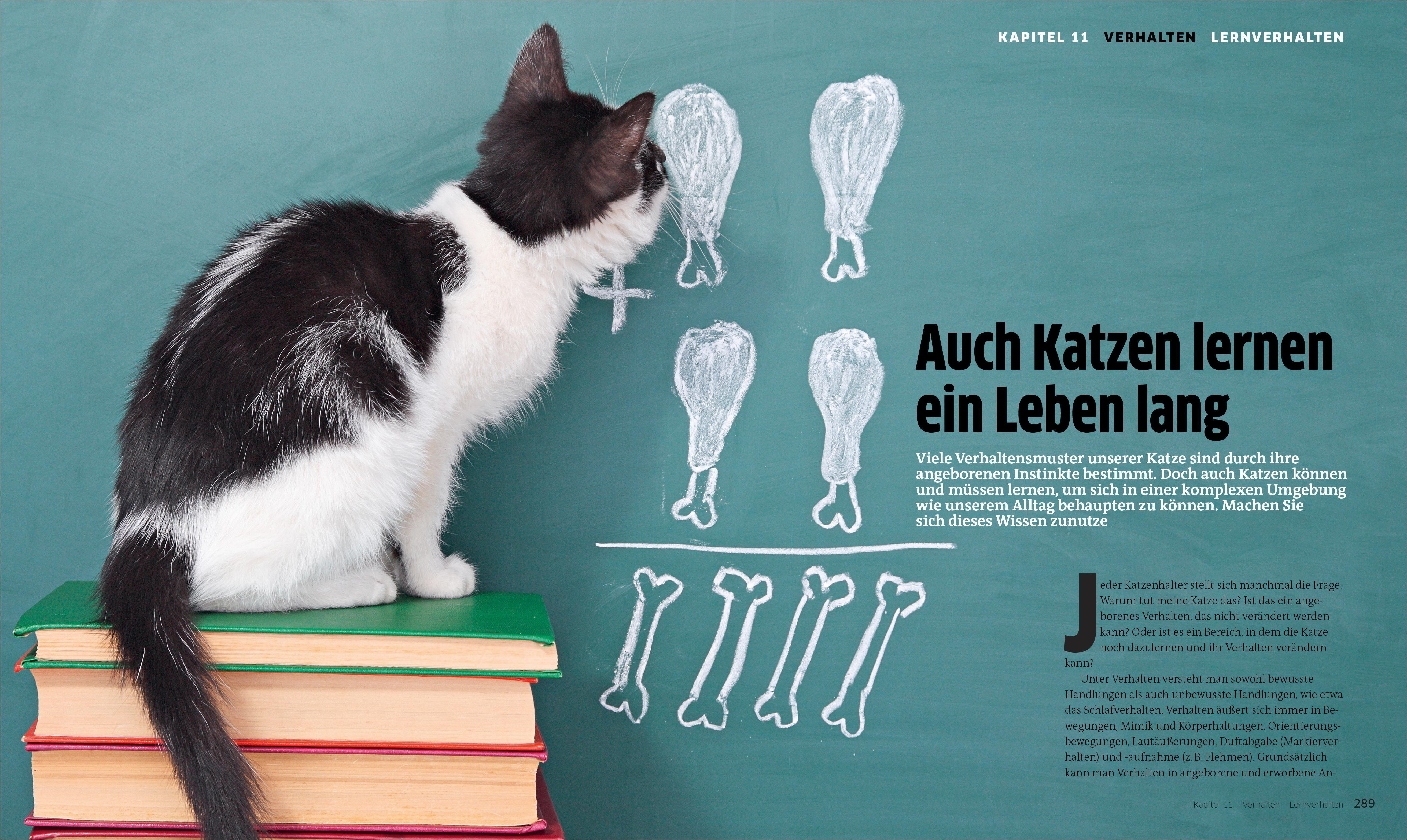 Beispielinhalt (Bild) Die große Katzenbibel