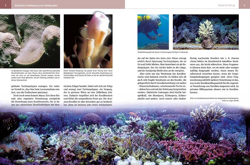 Beispielinhalt (Bild) Steinkorallen im Aquarium - Band 1