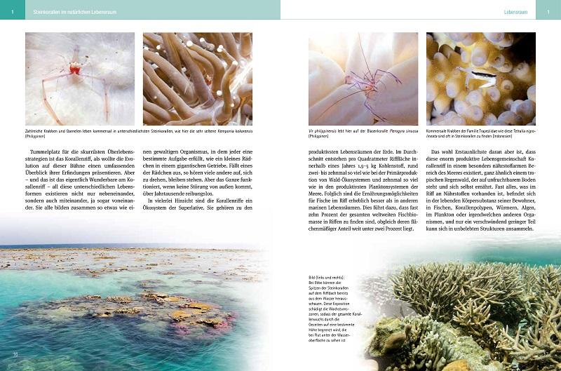 Beispielinhalt (Bild) Steinkorallen im Aquarium - Band 1