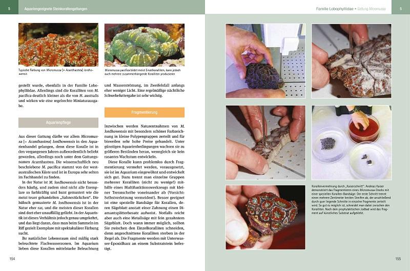 Beispielinhalt (Bild) Steinkorallen im Aquarium - Band 1