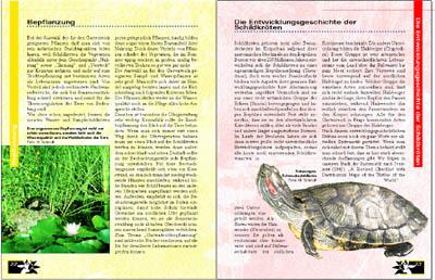 Beispielinhalt (Bild) Schildkröten im Gartenteich