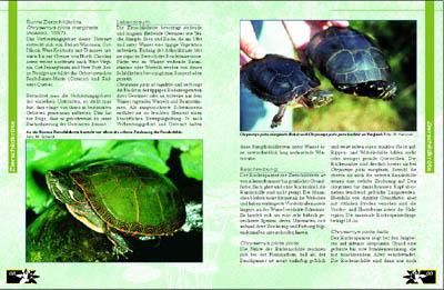 Beispielinhalt (Bild) Schildkröten im Gartenteich