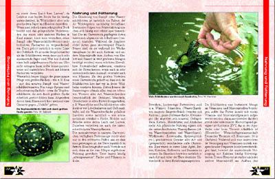 Beispielinhalt (Bild) Schildkröten im Gartenteich