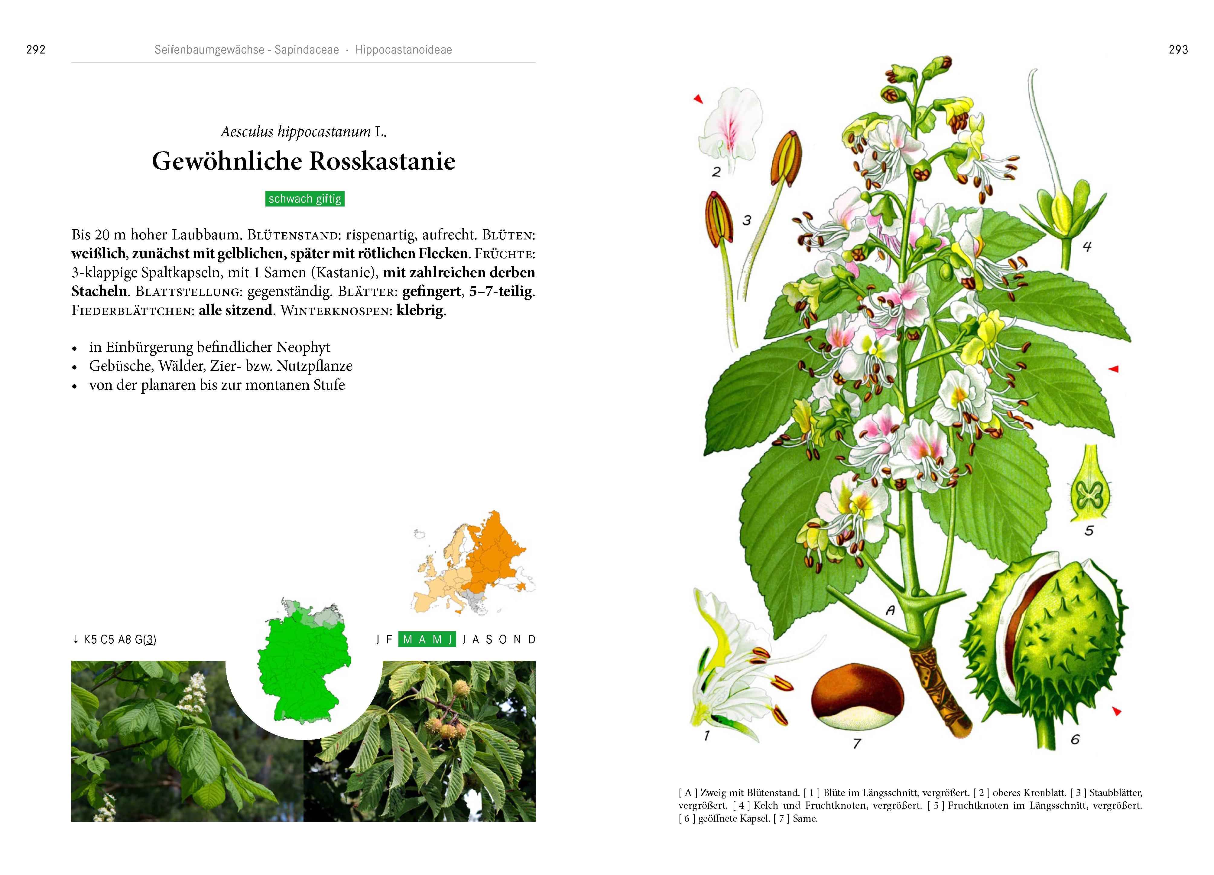 Beispielinhalt (Bild) Bäume