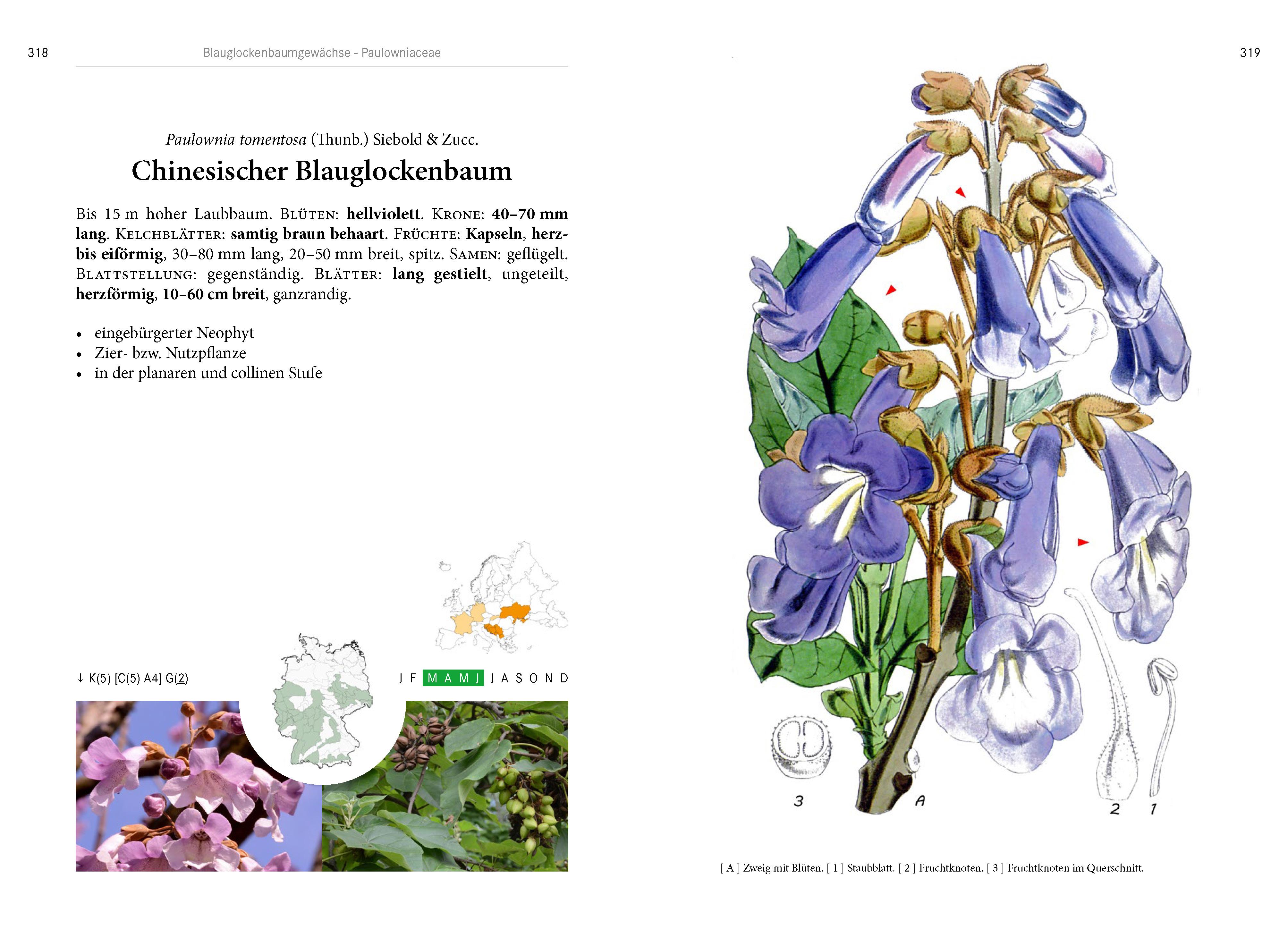 Beispielinhalt (Bild) Bäume