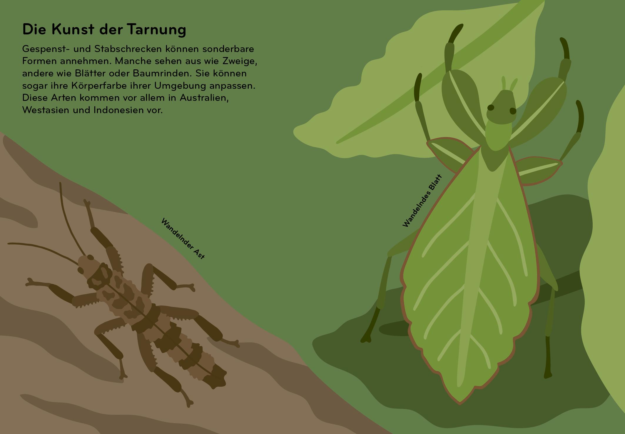 Beispielinhalt (Bild) Insektorama