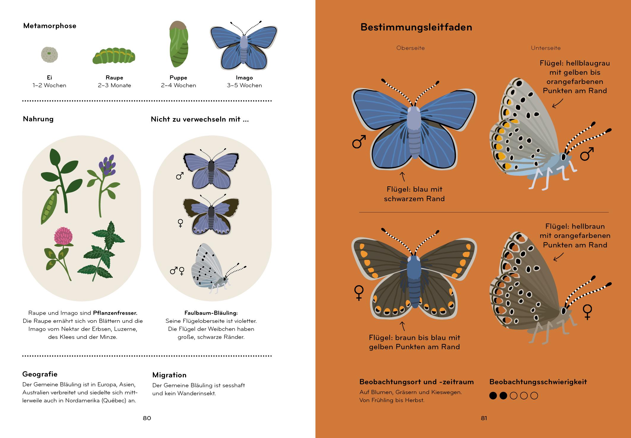Beispielinhalt (Bild) Insektorama