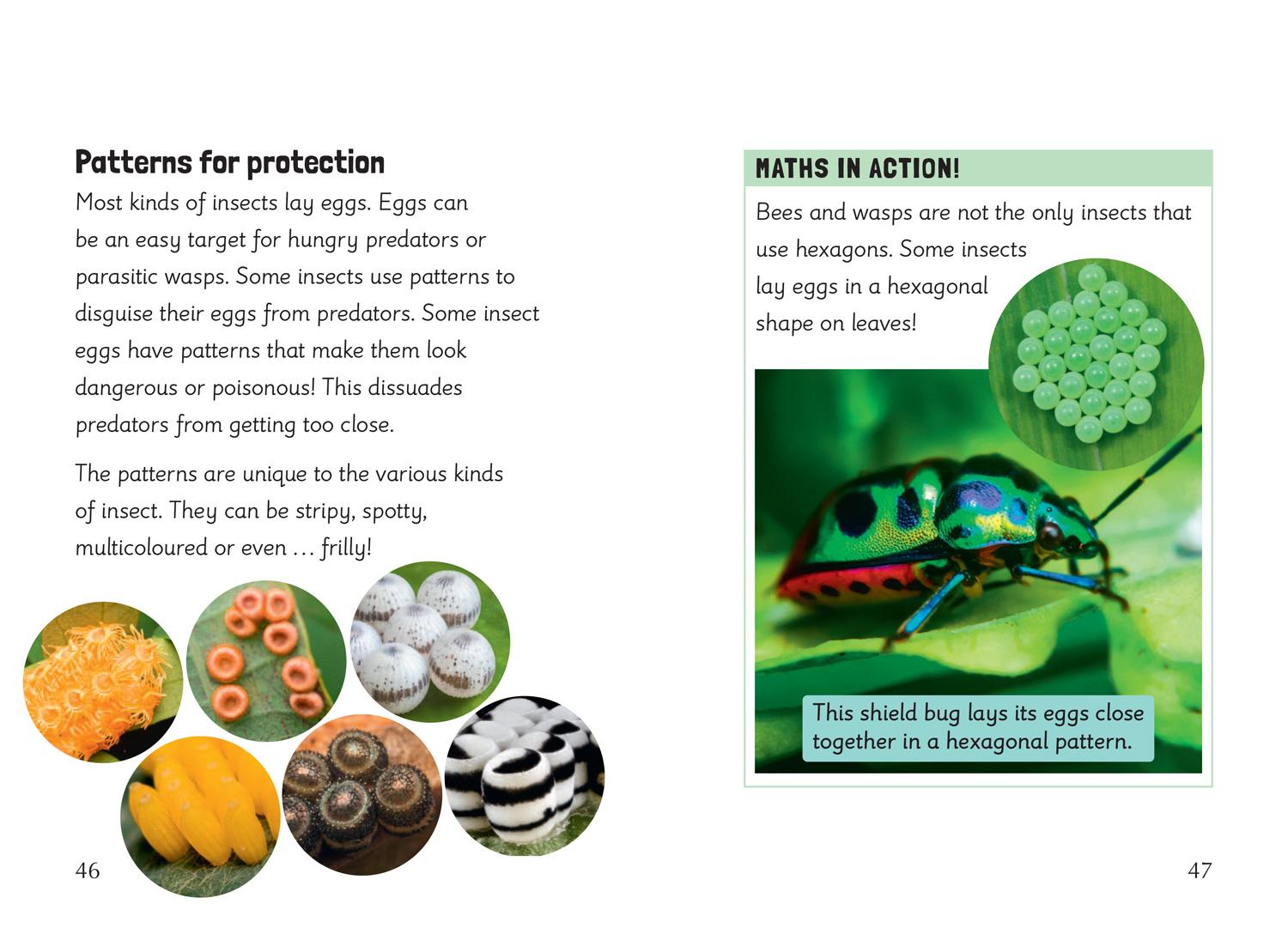 Beispielinhalt (Bild) Insect Maths