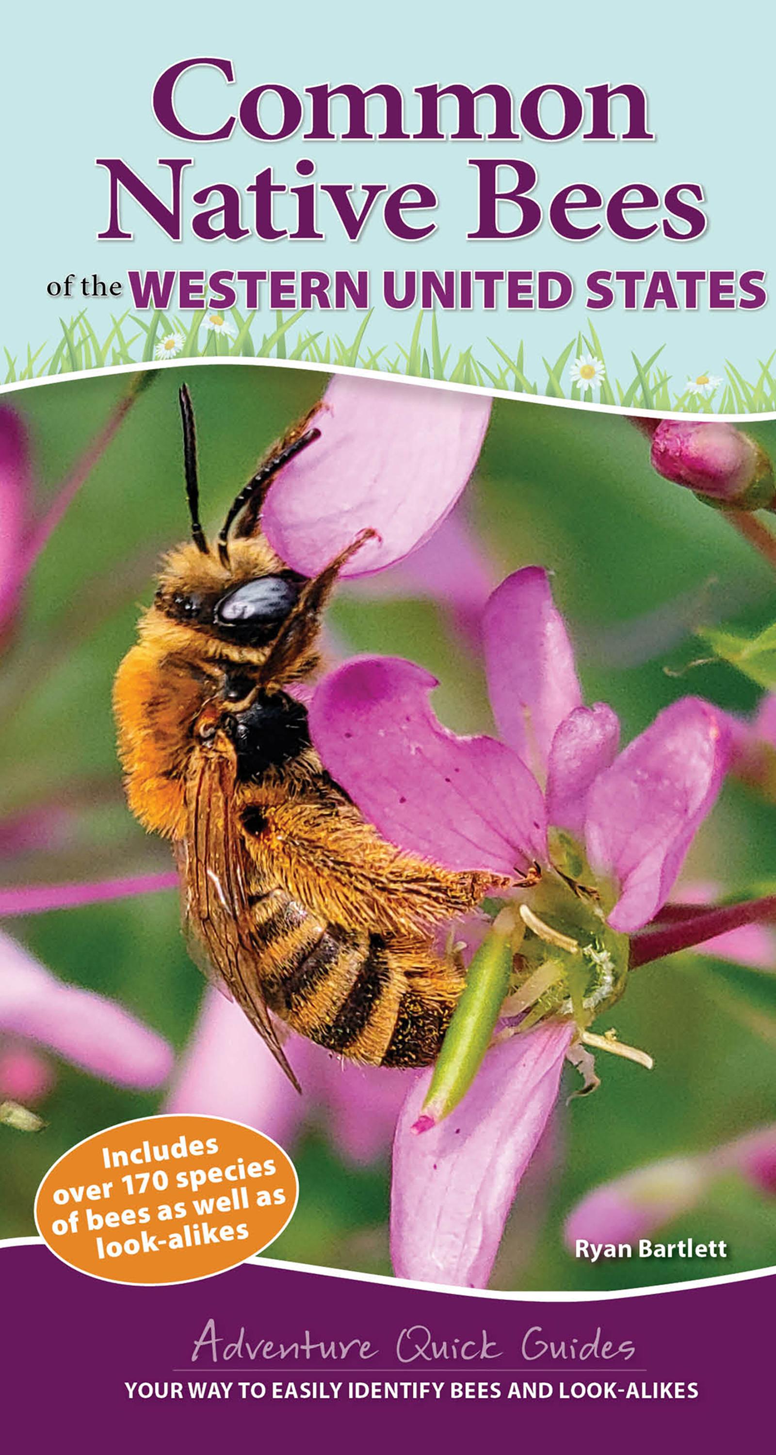 Beispielinhalt (Bild) Common Native Bees of the Western United States