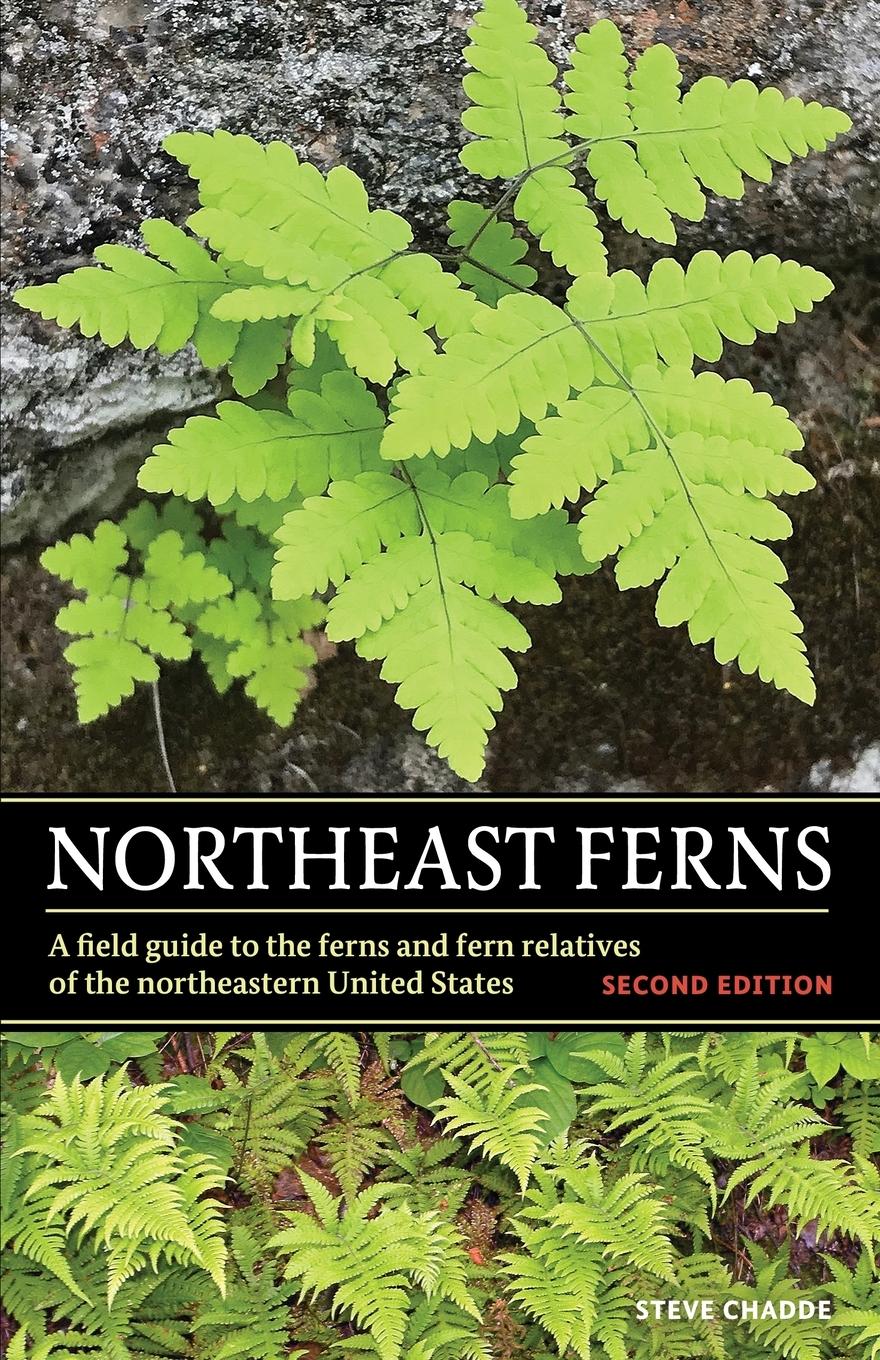Vorderes Coverbild Northeast Ferns
