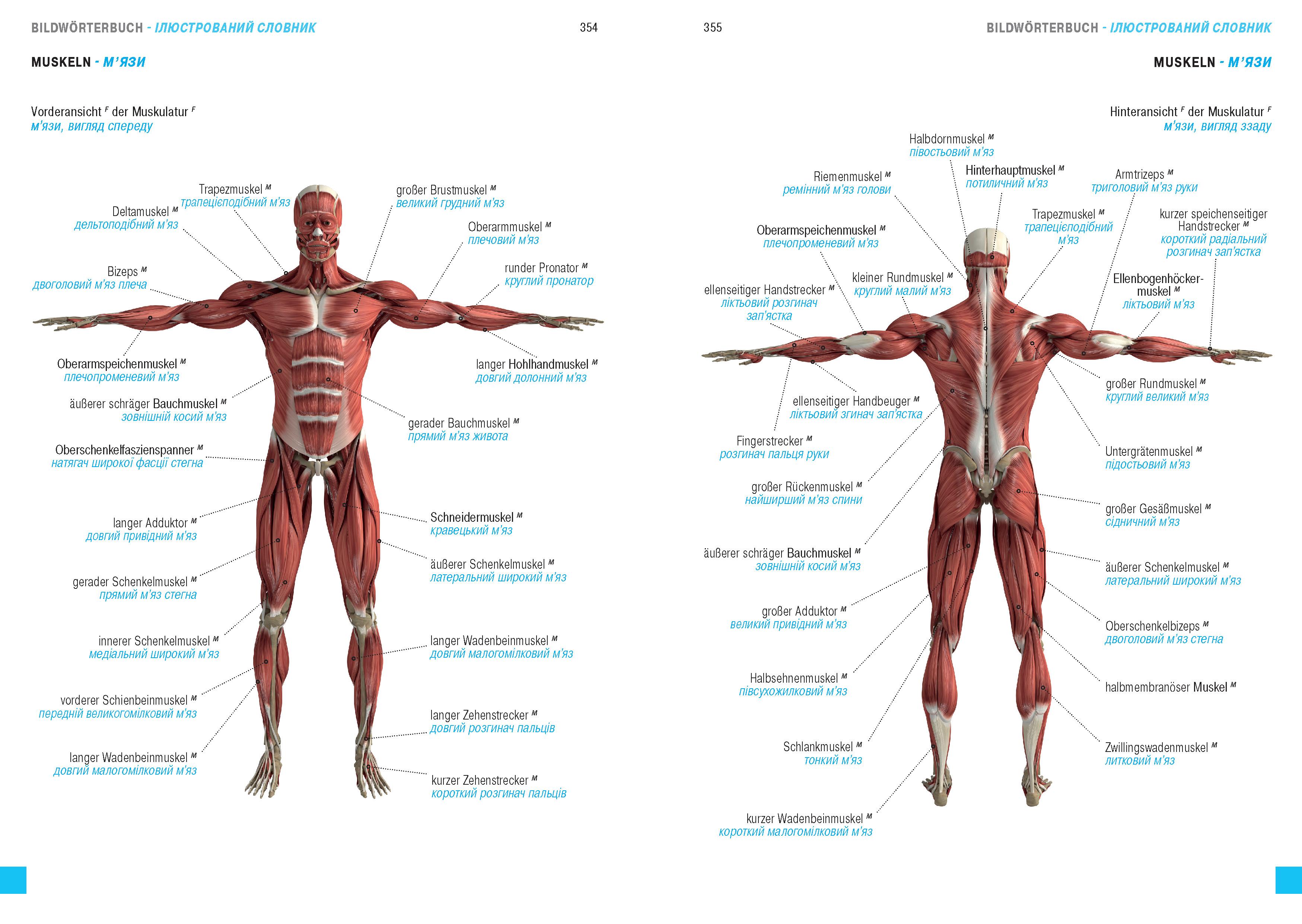 Beispielinhalt (Bild) Wörterbuch Medizin Deutsch-Ukrainisch, Ukrainisch-Deutsch mit zweisprachigen Anatomietafeln