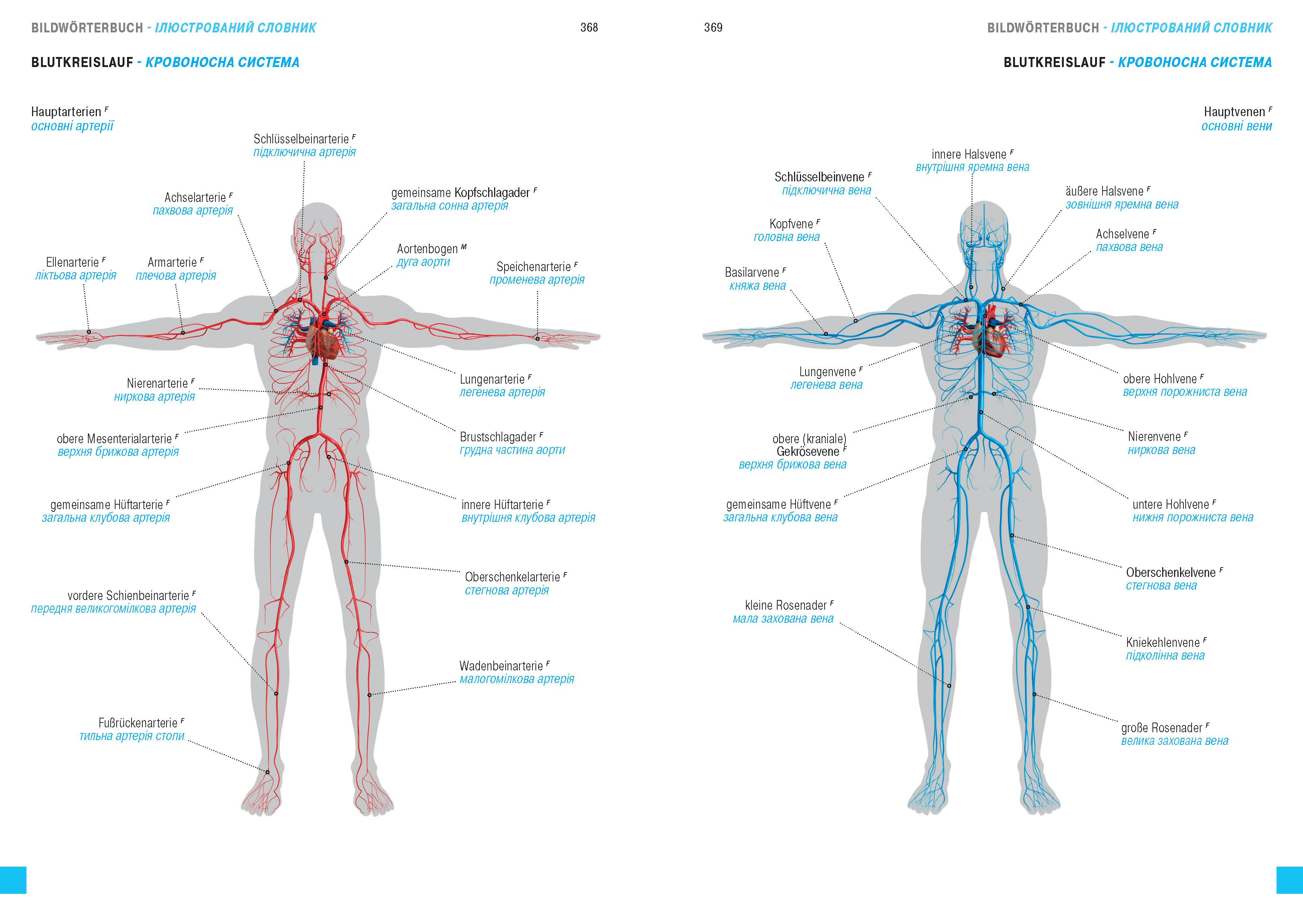 Beispielinhalt (Bild) Wörterbuch Medizin Deutsch-Ukrainisch, Ukrainisch-Deutsch mit zweisprachigen Anatomietafeln