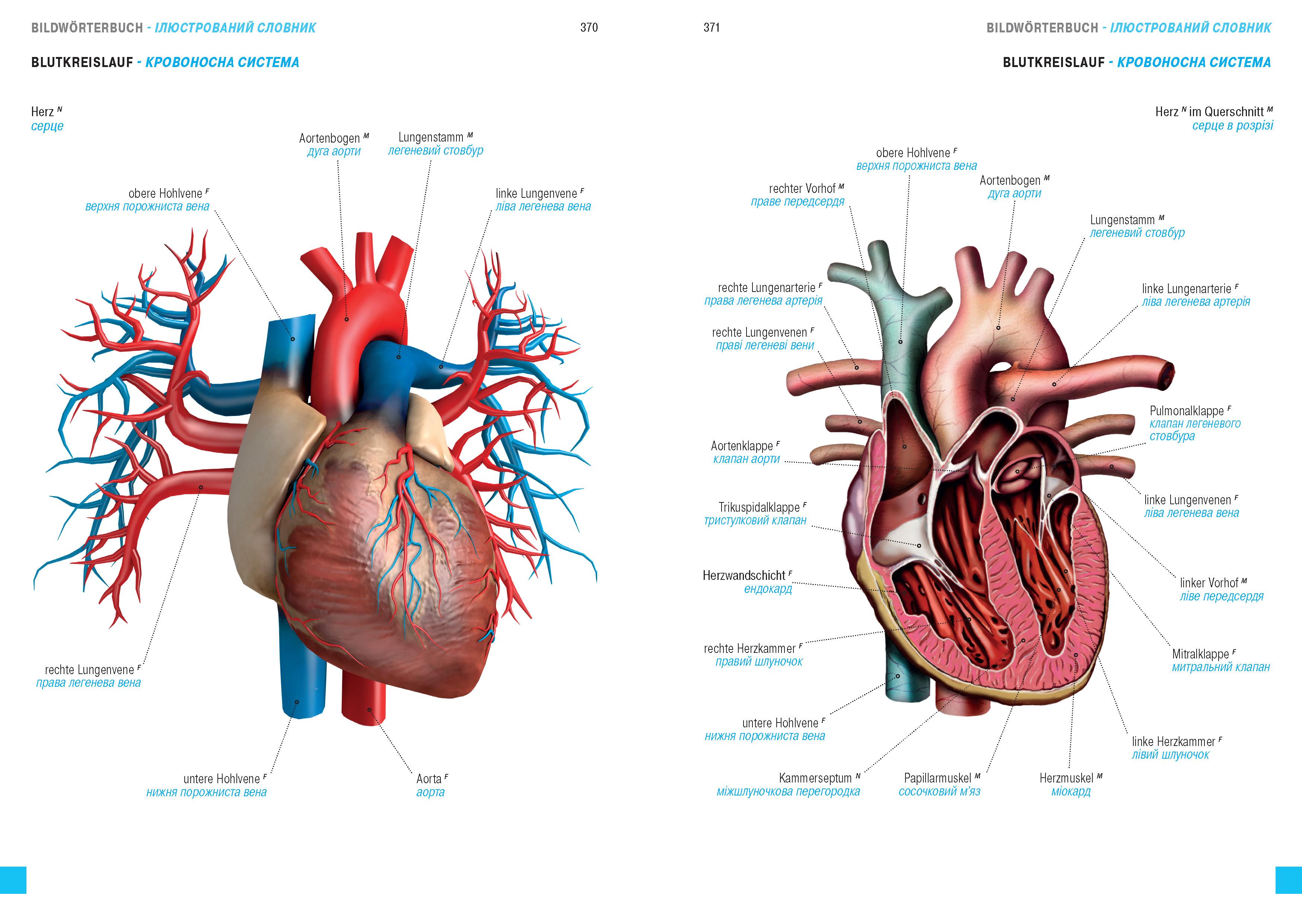 Beispielinhalt (Bild) Wörterbuch Medizin Deutsch-Ukrainisch, Ukrainisch-Deutsch mit zweisprachigen Anatomietafeln