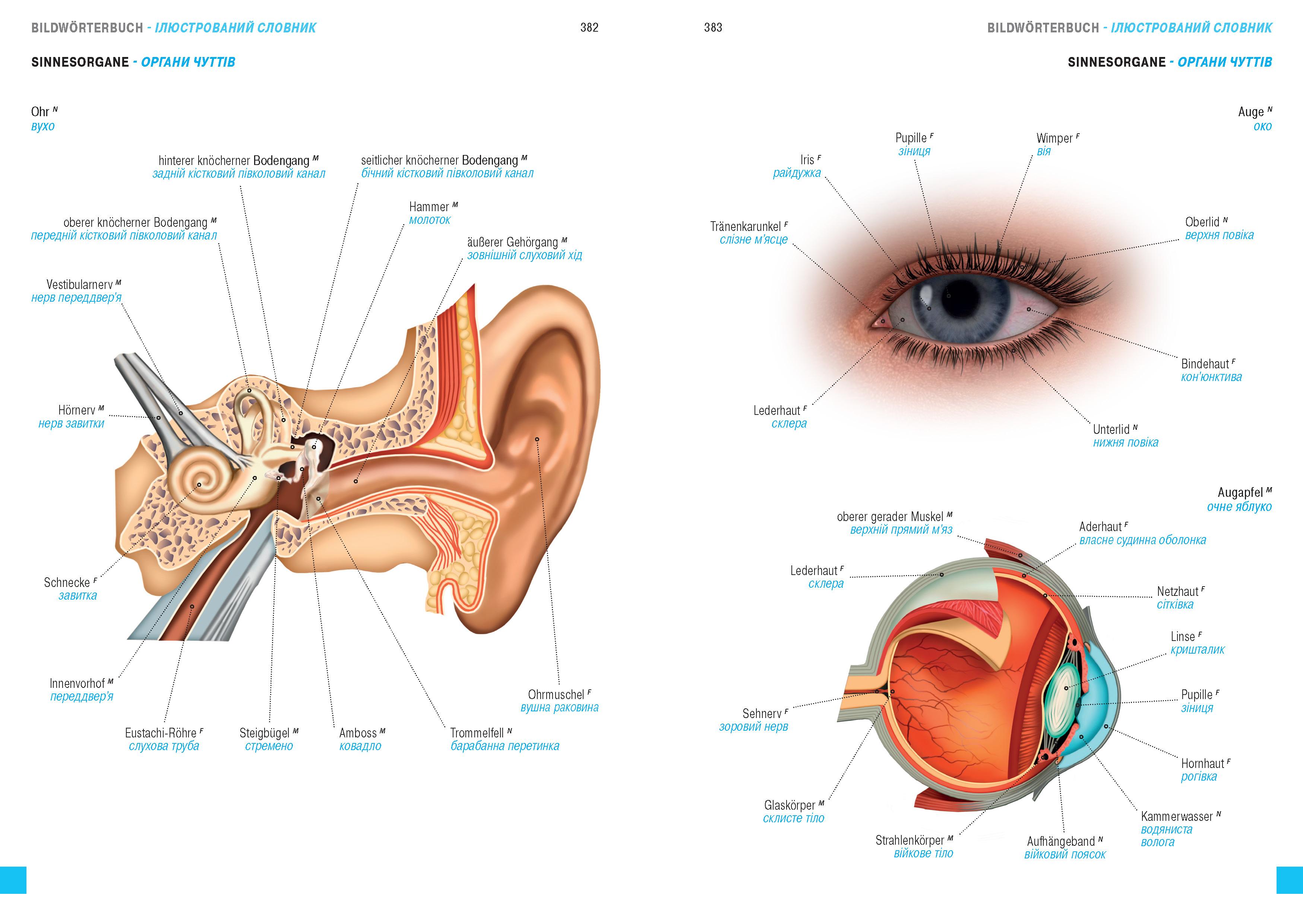 Beispielinhalt (Bild) Wörterbuch Medizin Deutsch-Ukrainisch, Ukrainisch-Deutsch mit zweisprachigen Anatomietafeln