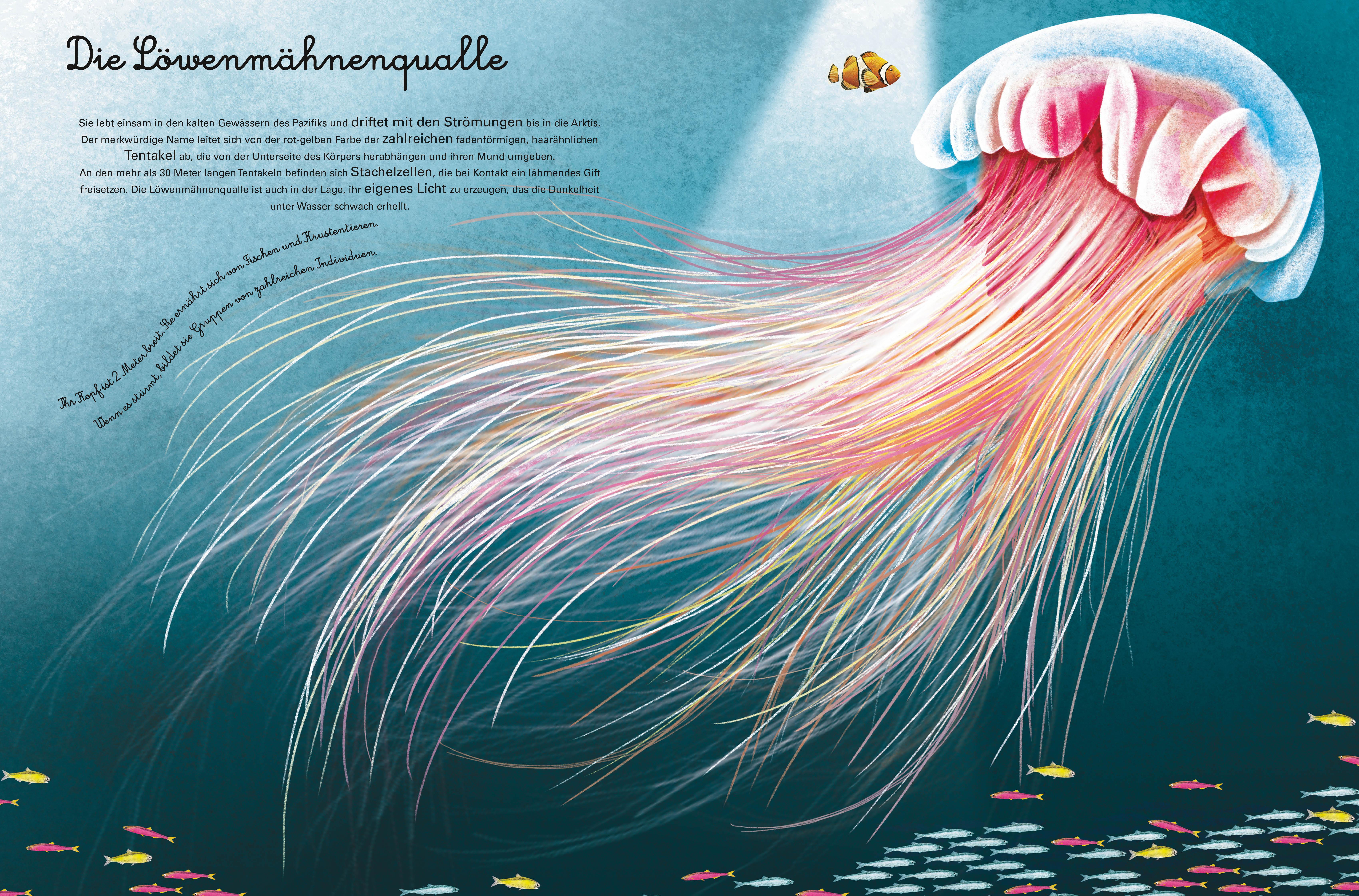 Beispielinhalt (Bild) Das große Buch der Seetiere. Das kleine Buch der Seetiere