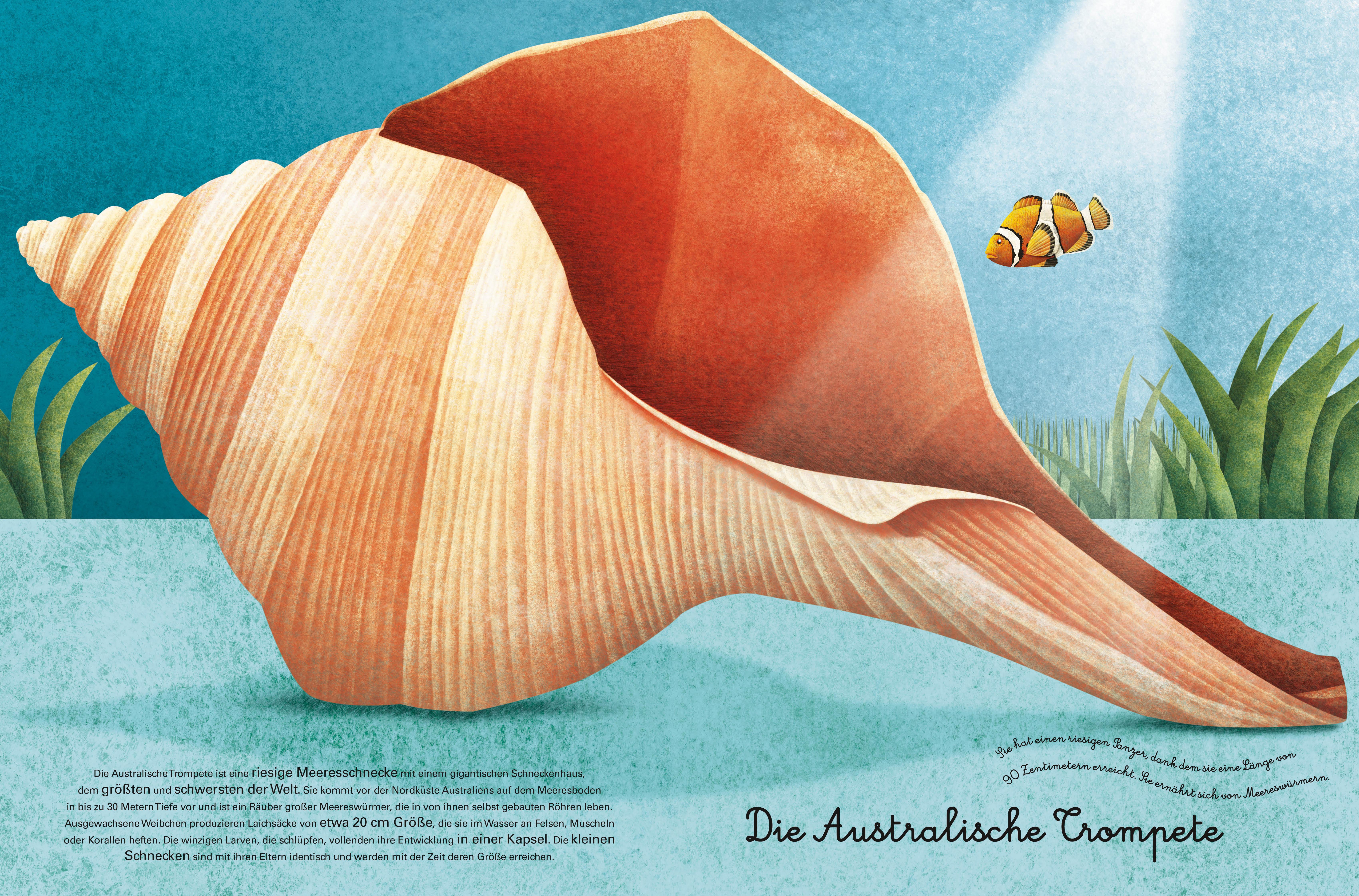 Beispielinhalt (Bild) Das große Buch der Seetiere. Das kleine Buch der Seetiere