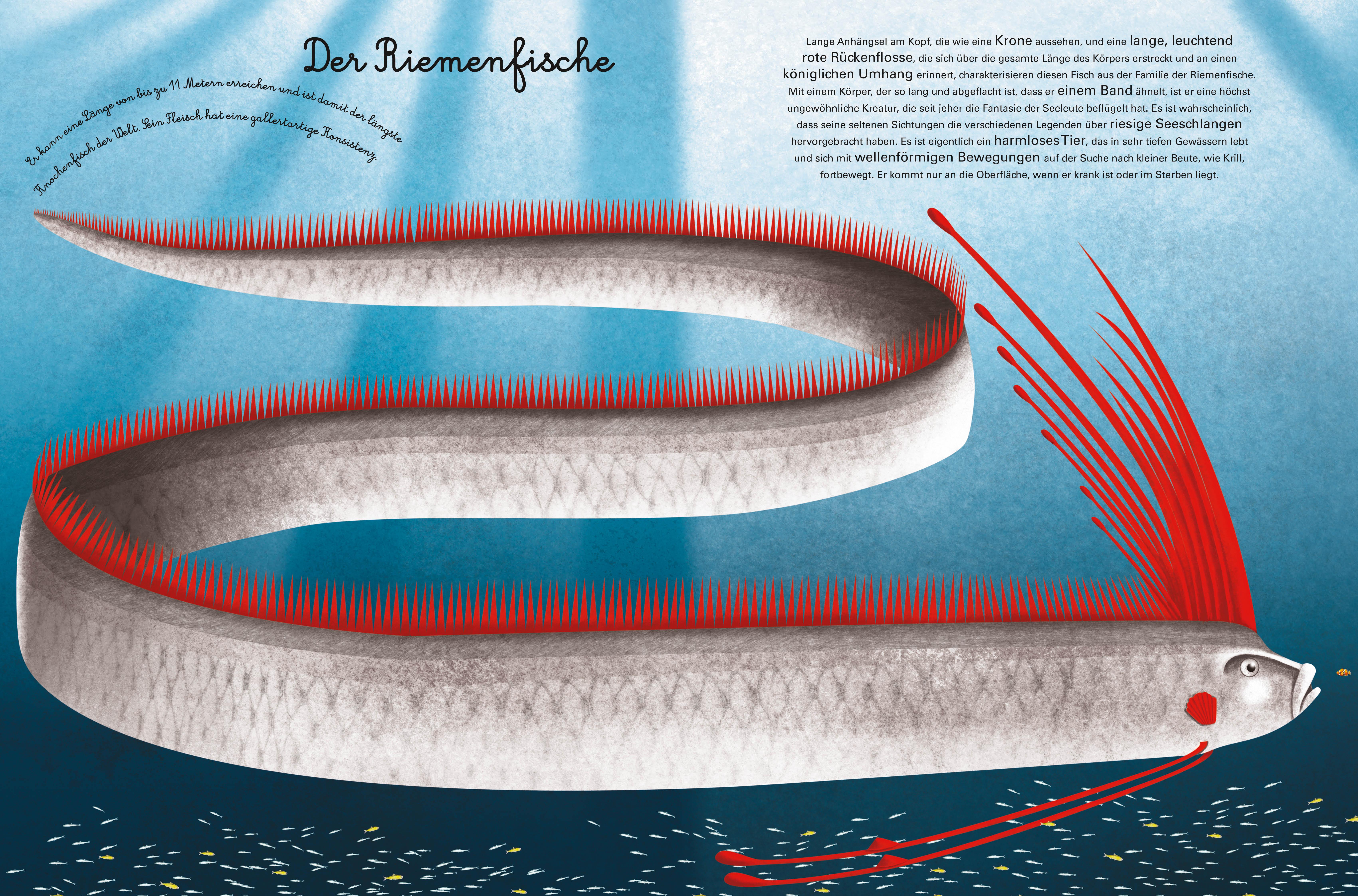 Beispielinhalt (Bild) Das große Buch der Seetiere. Das kleine Buch der Seetiere