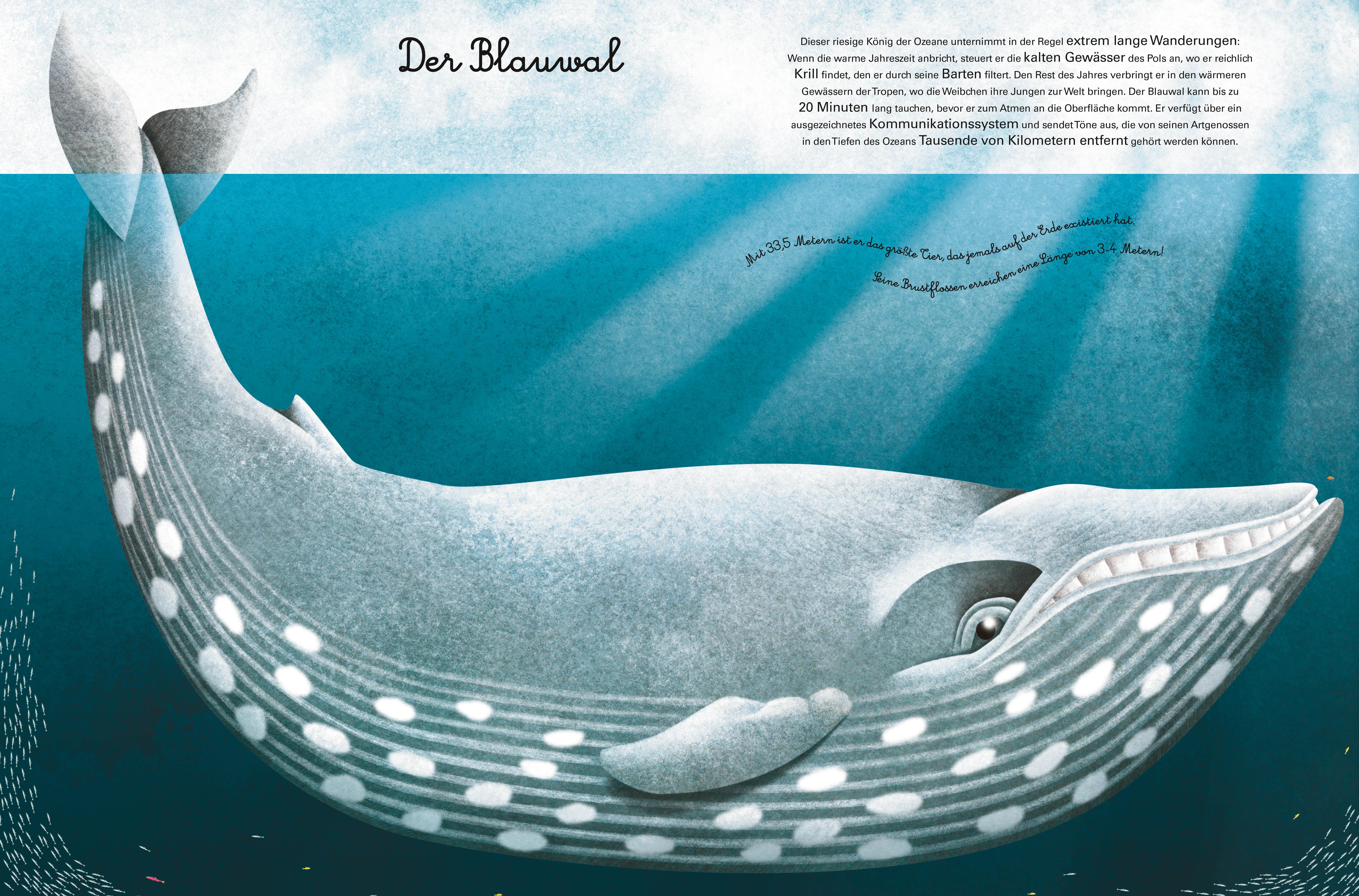 Beispielinhalt (Bild) Das große Buch der Seetiere. Das kleine Buch der Seetiere