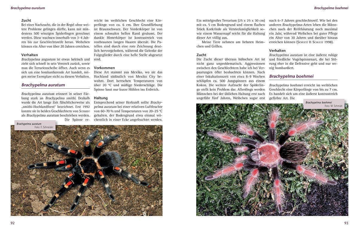 Beispielinhalt (Bild) Vogelspinnen im Terrarium