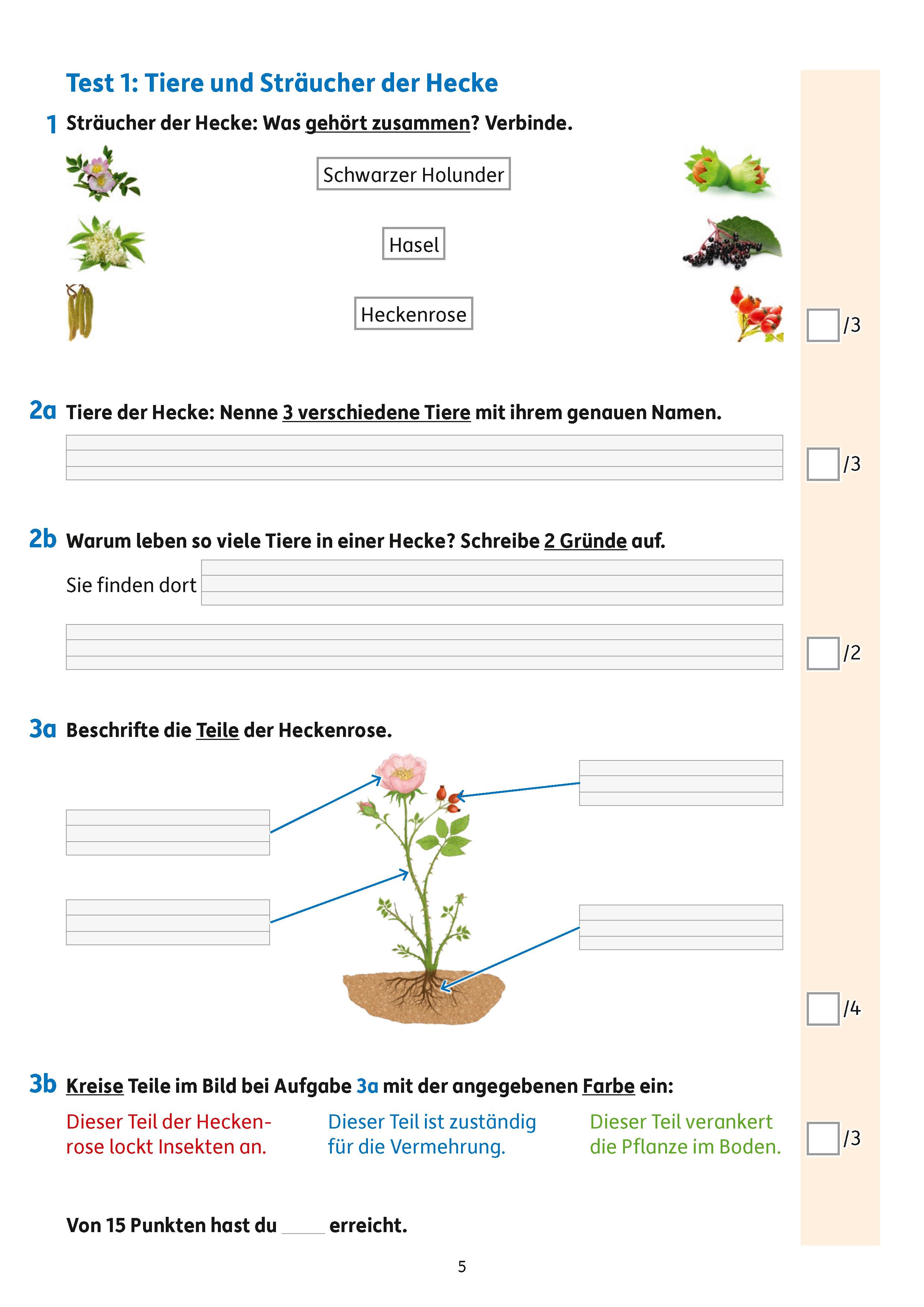 Beispielinhalt (Bild) Übungsheft mit Tests im Sachunterricht 2. Klasse