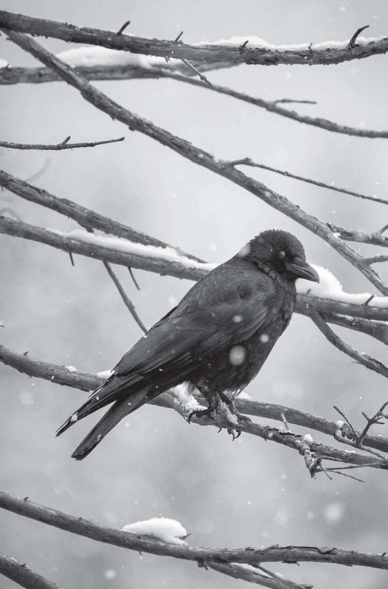 Beispielinhalt (Bild) Wahre Mordgeschichten