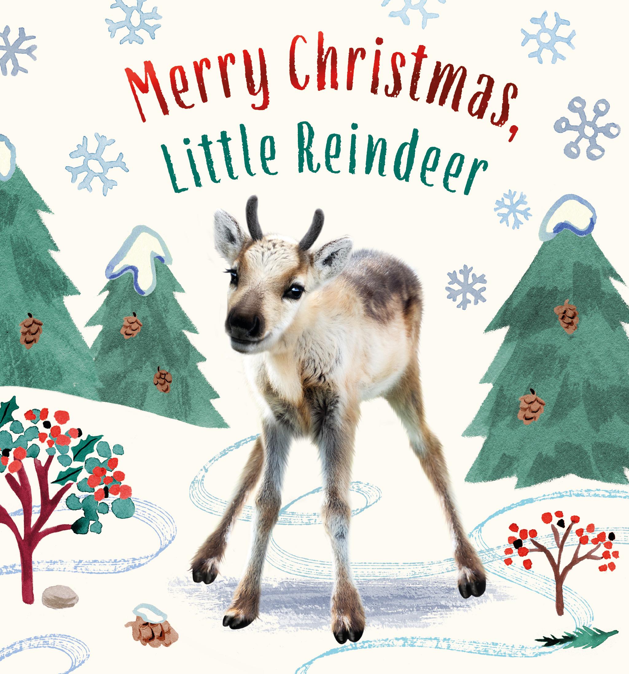 Vorderes Coverbild Merry Christmas, Little Reindeer