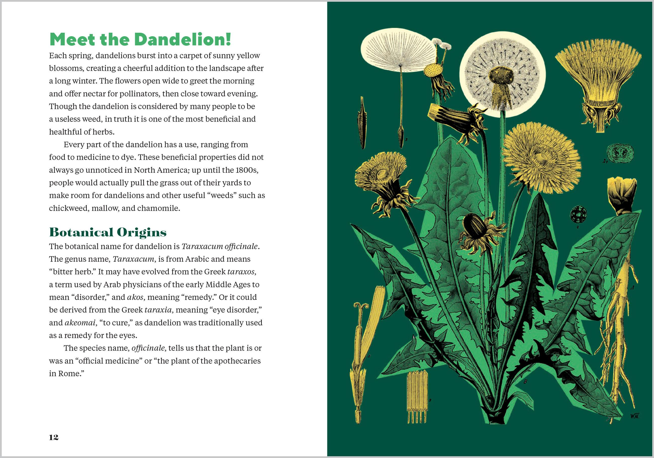 Beispielinhalt (Bild) Dandelion Medicine, 2nd Edition