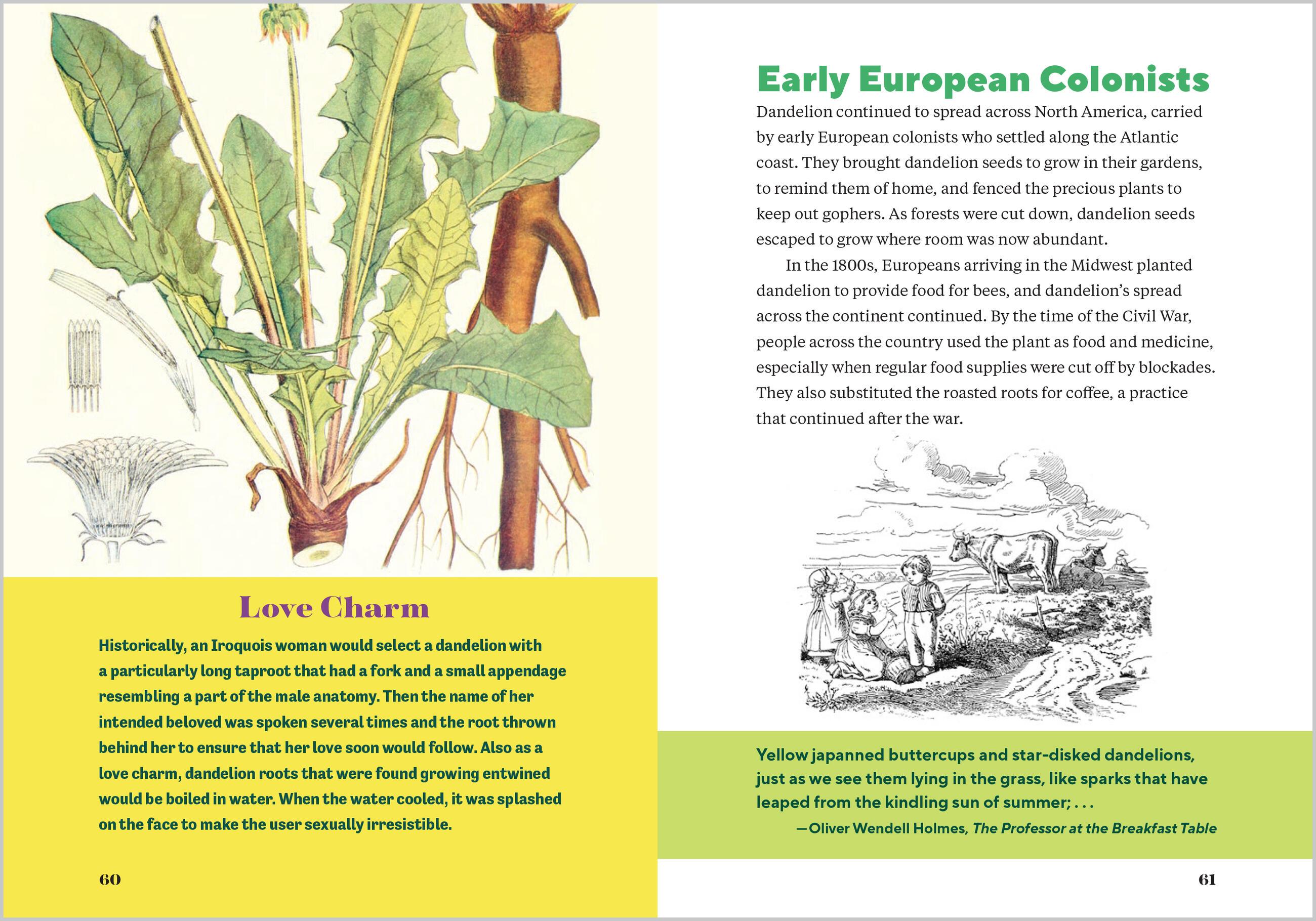 Beispielinhalt (Bild) Dandelion Medicine, 2nd Edition