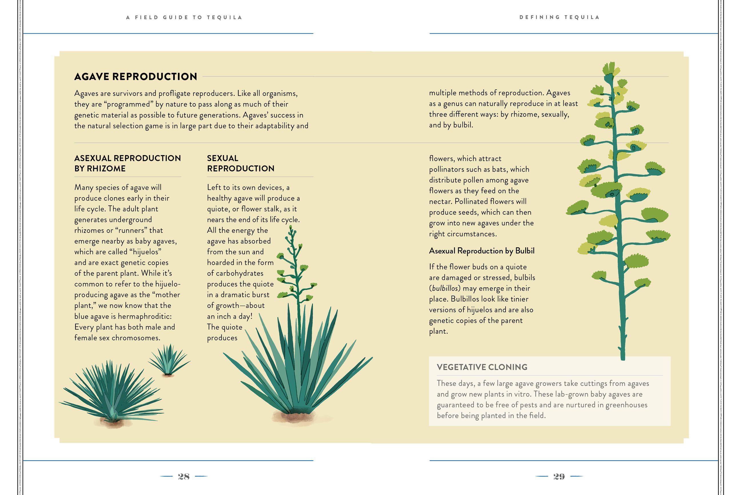 Beispielinhalt (Bild) A Field Guide to Tequila