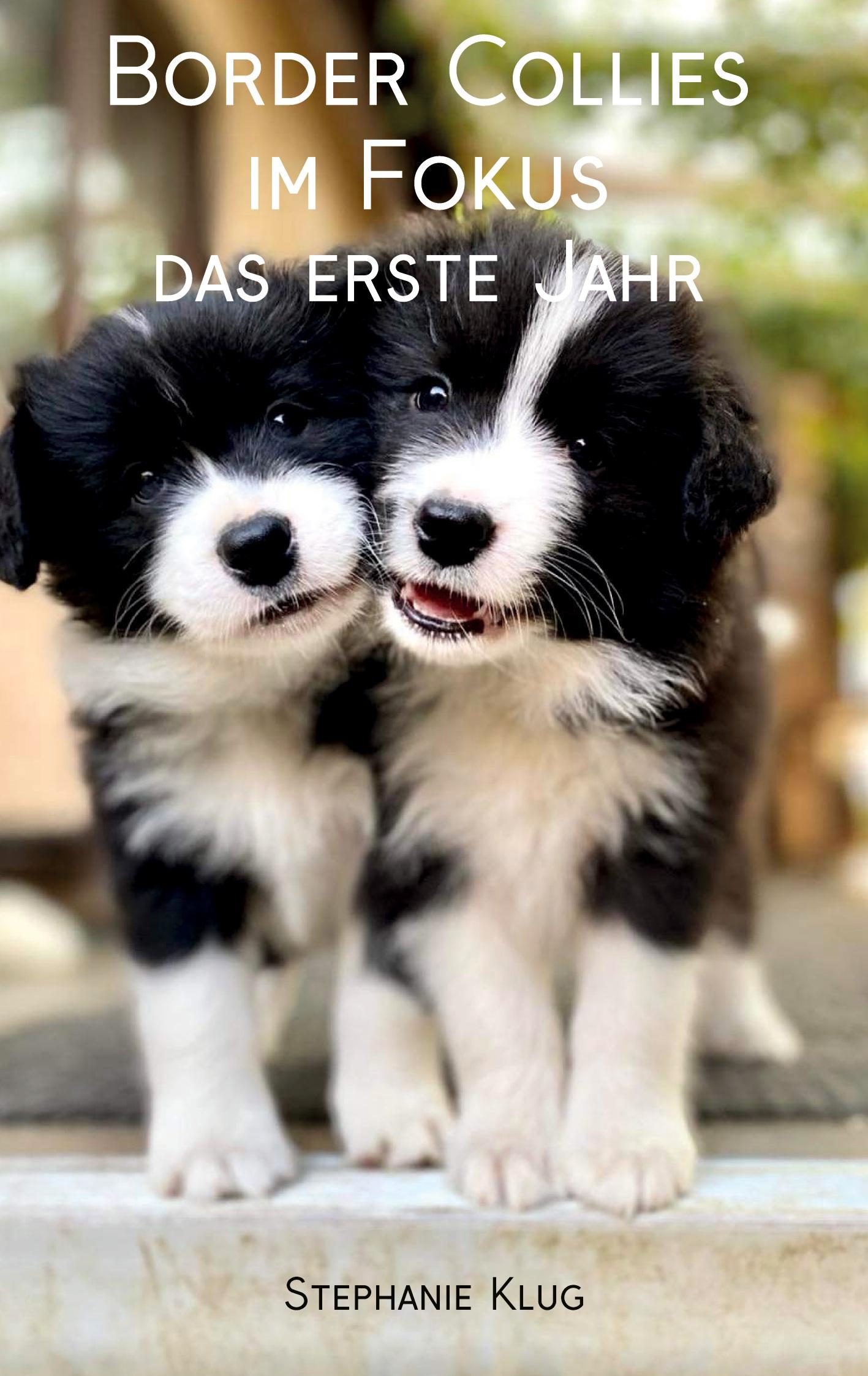 Vorderes Coverbild Border Collies im Fokus - das erste Jahr