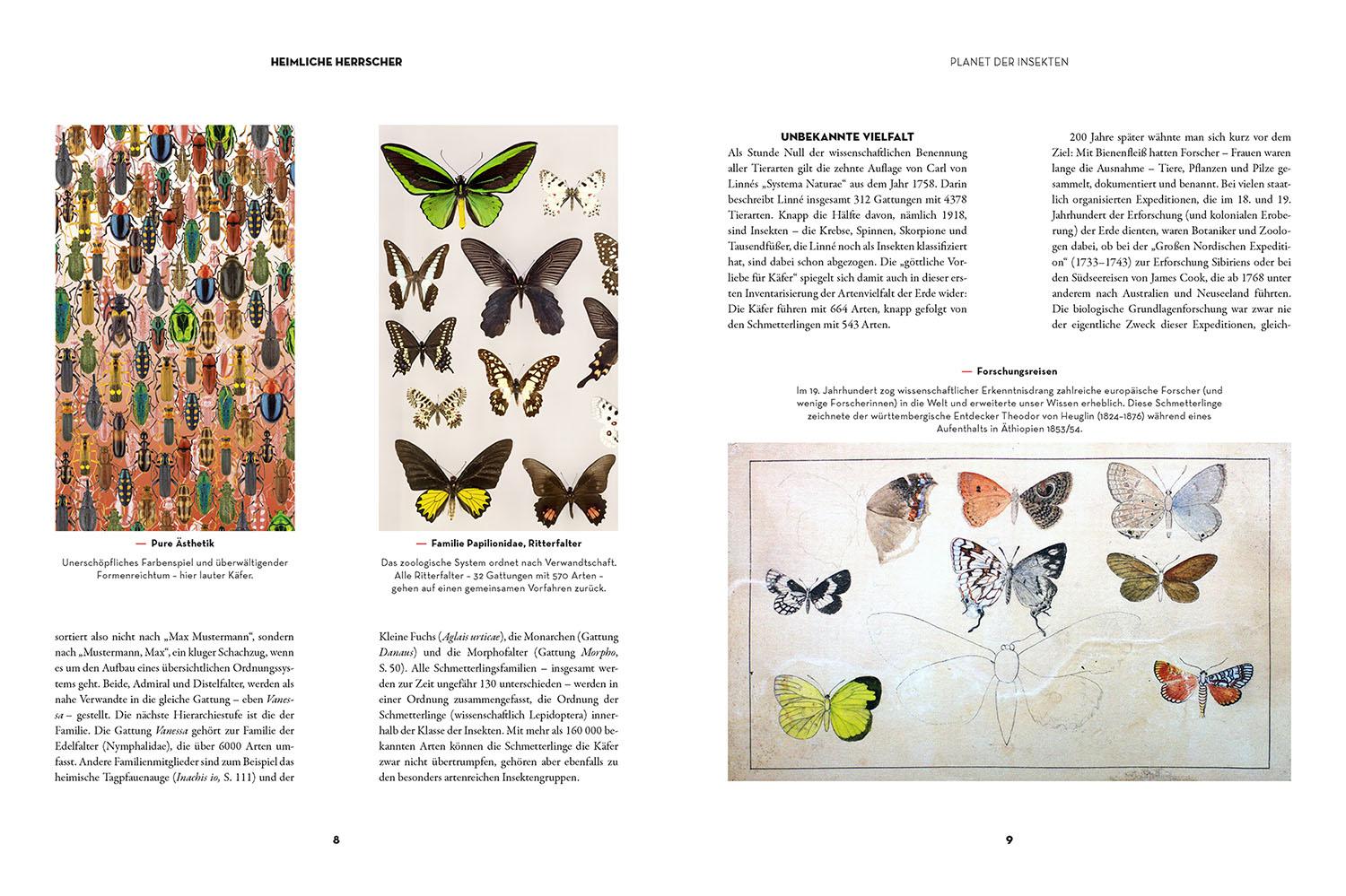Beispielinhalt (Bild) Insekten - Heimliche Herrscher